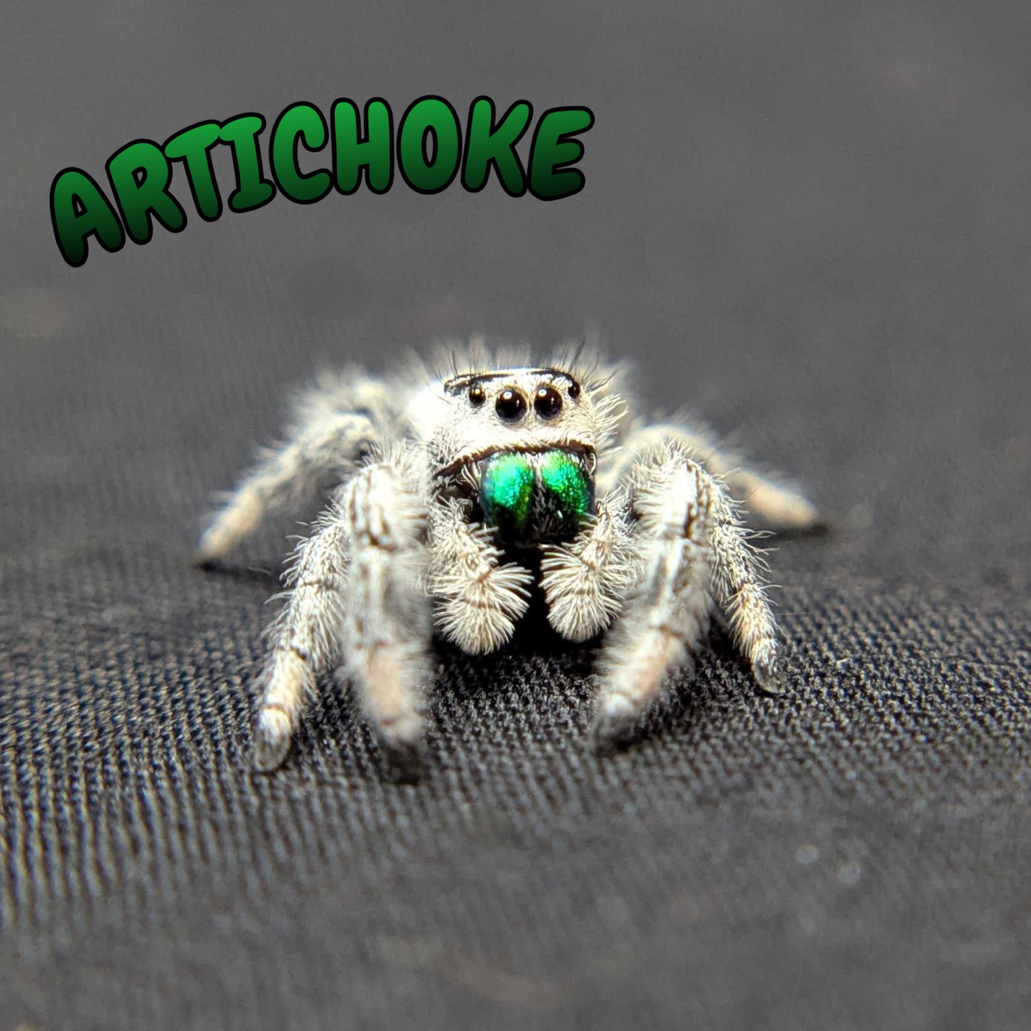 Regal Jumping Spider "Artichoke"