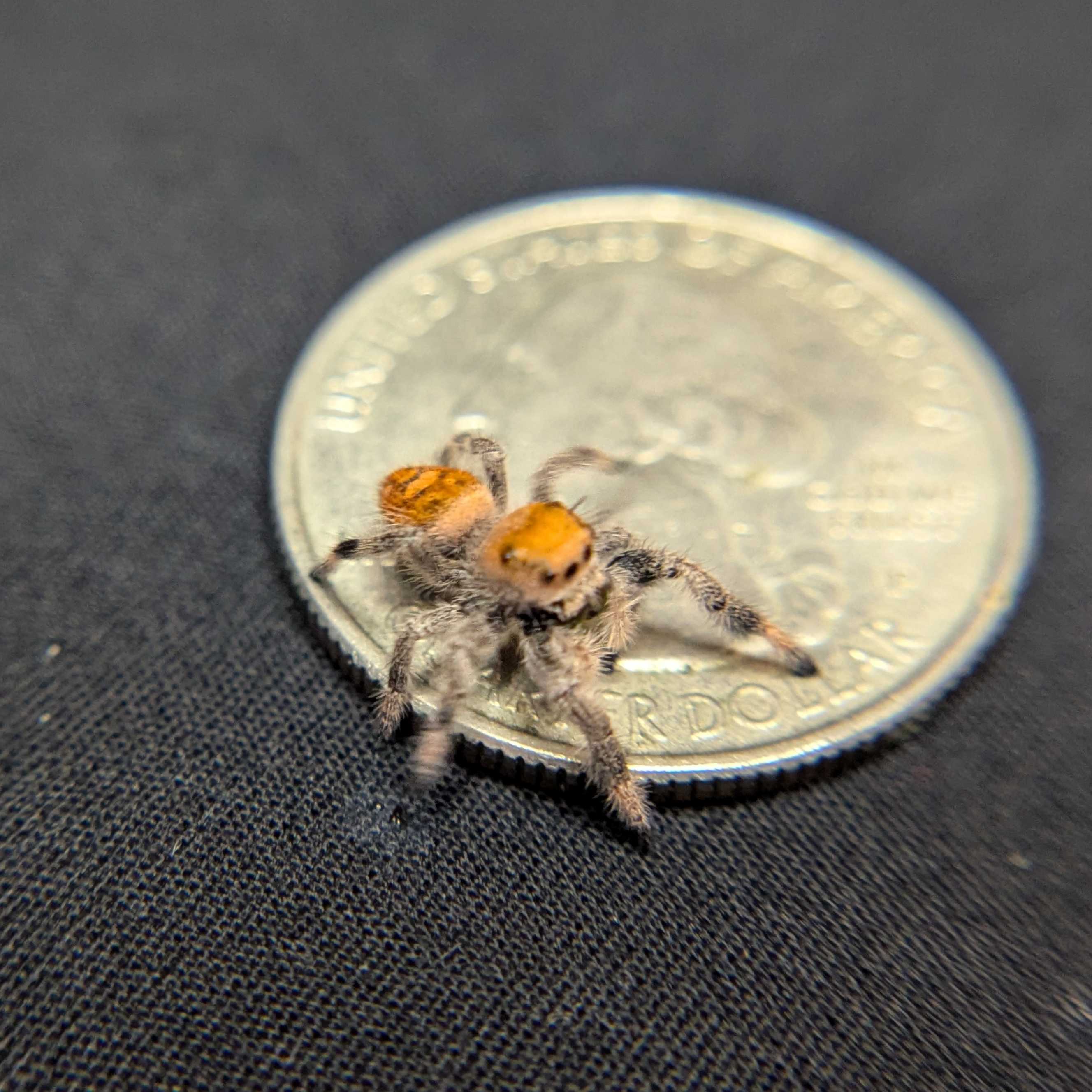 Regal Jumping Spider “Spice”