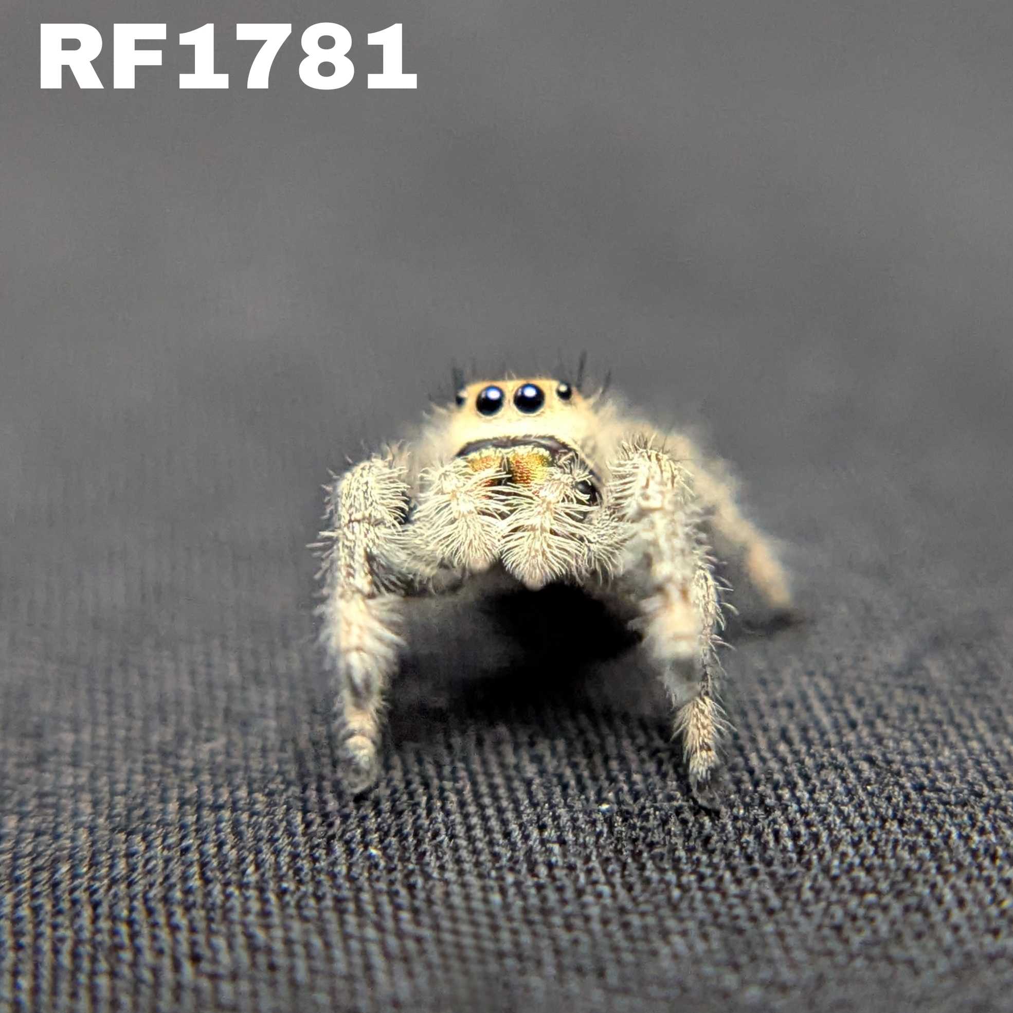 Regal Jumping Spider “Torch”