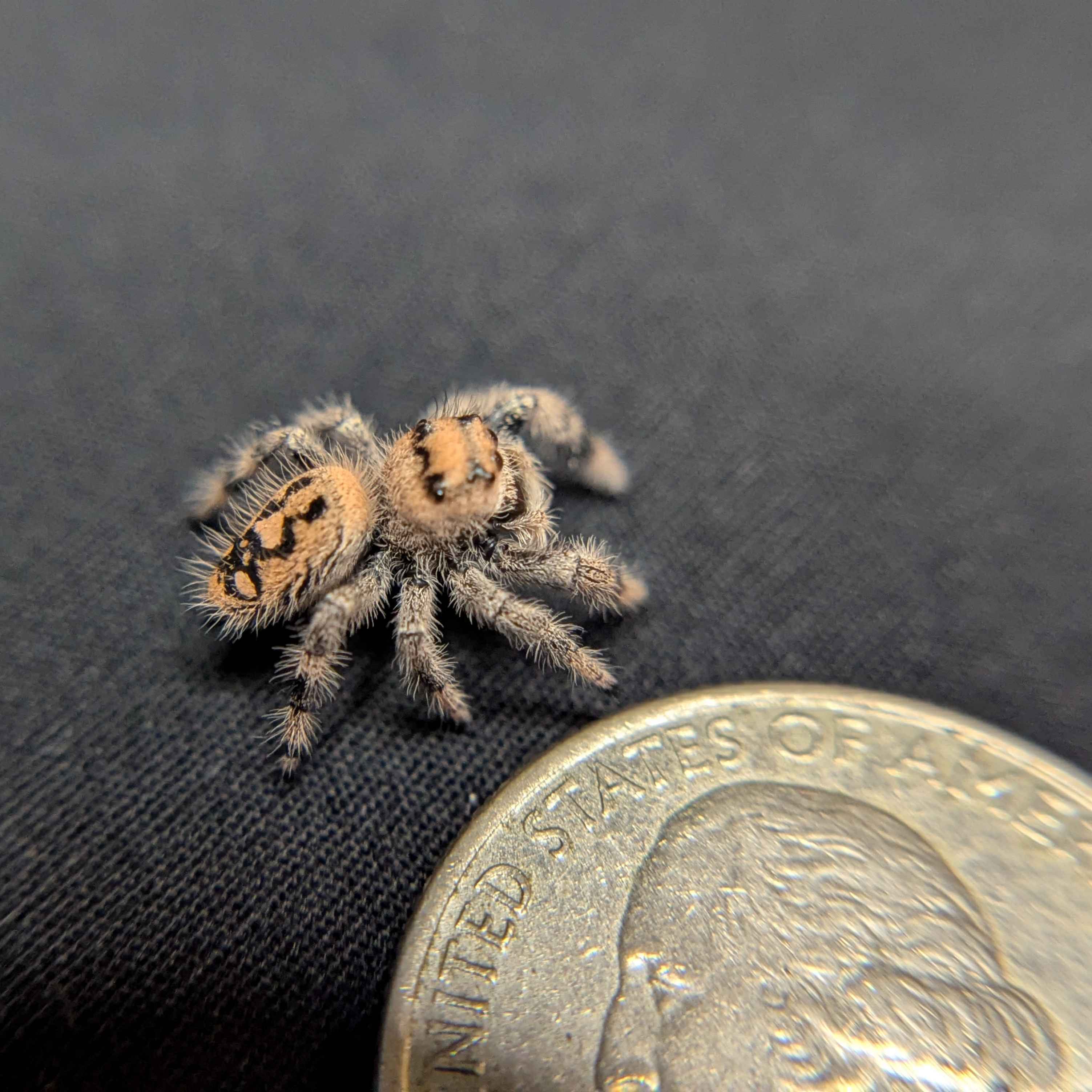 Regal Jumping Spider "Juniper"