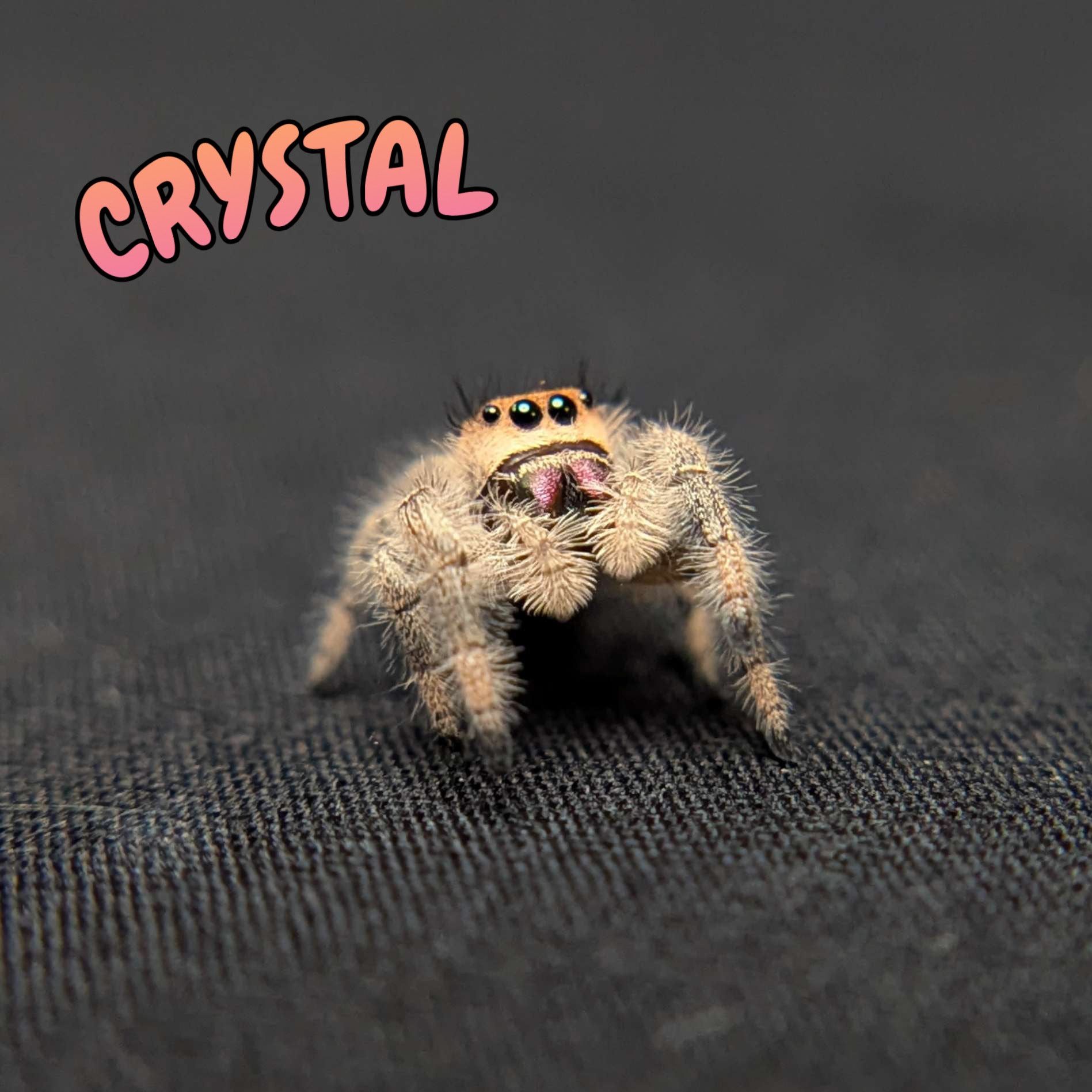 Regal Jumping Spider "Crystal”