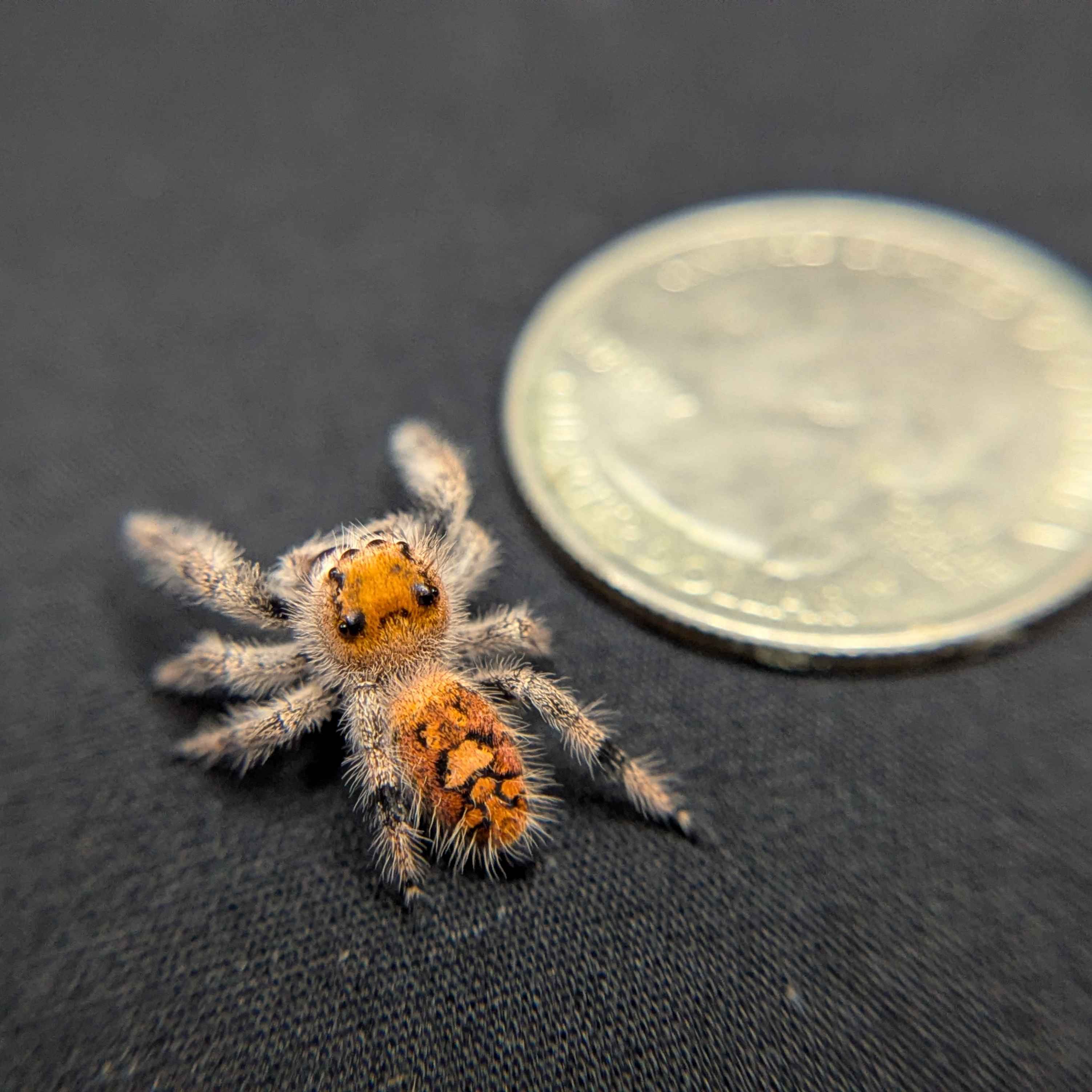 ~Auction~ Regal Jumping Spider "Melody”