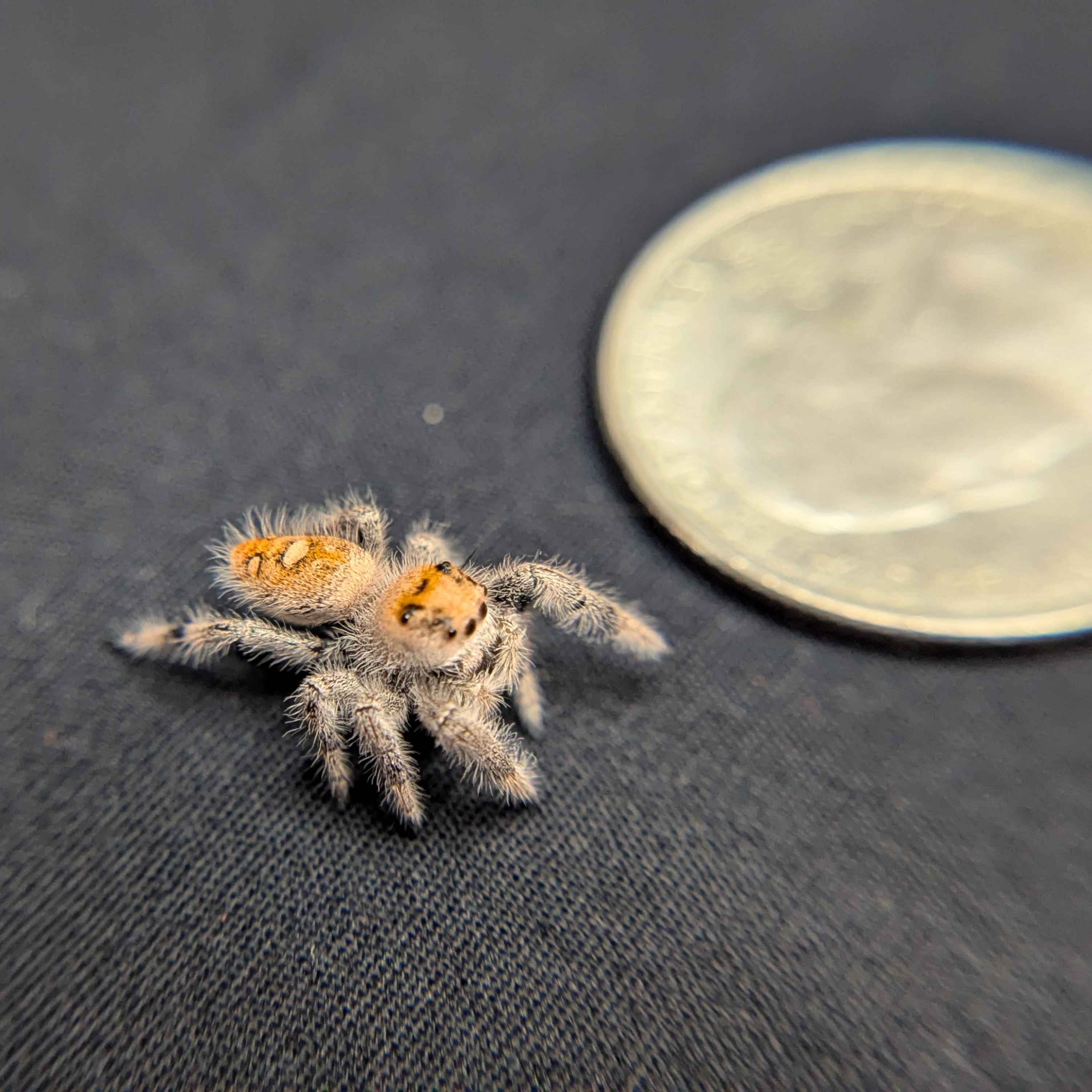 Regal Jumping Spider "Wafer"