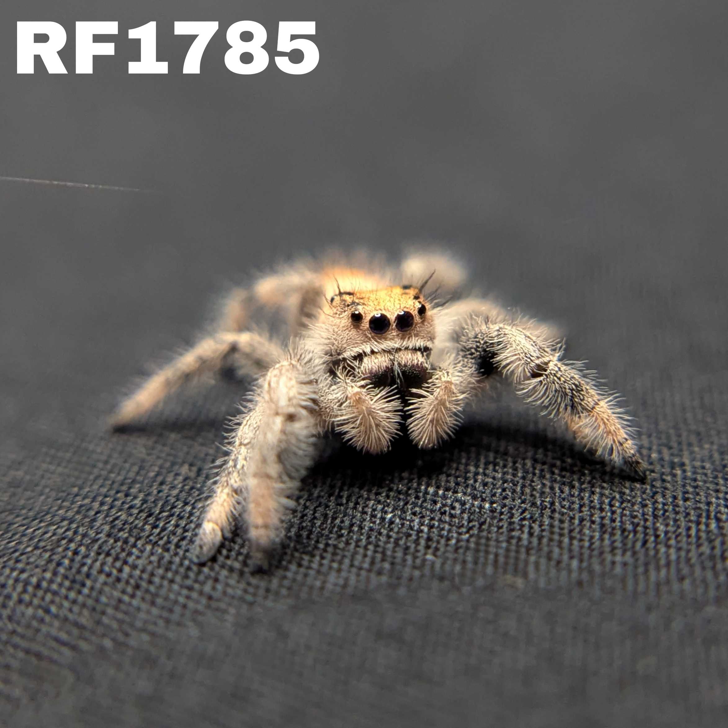 Regal Jumping Spider "Wafer"