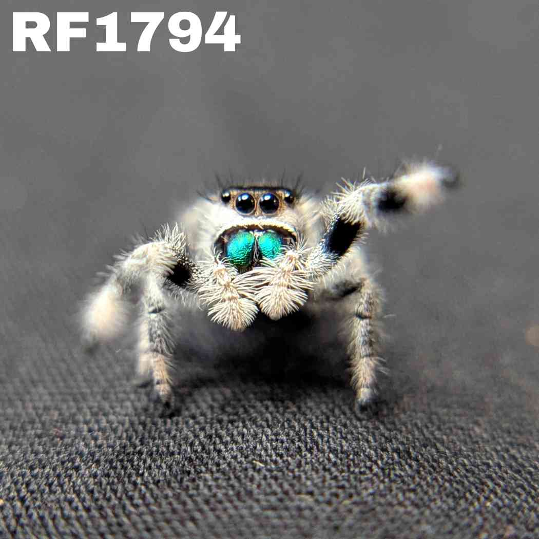 Regal Jumping Spider "Baja”