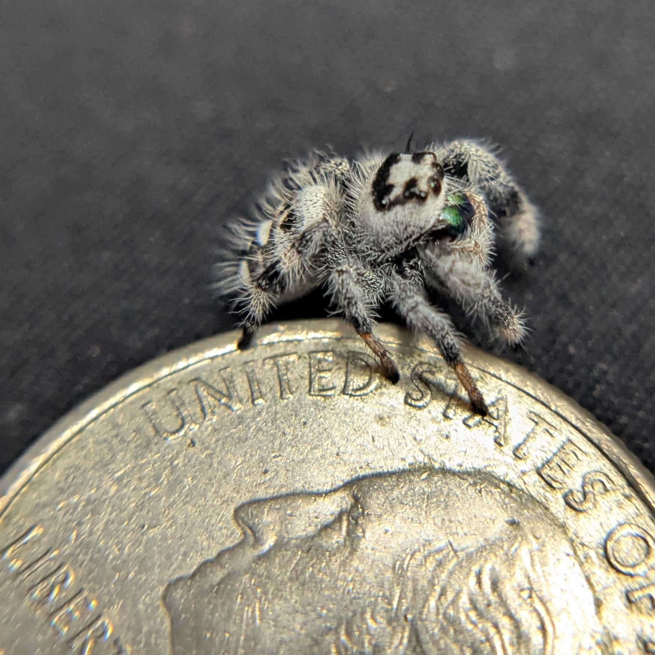 Regal Jumping Spider "Frostmint"