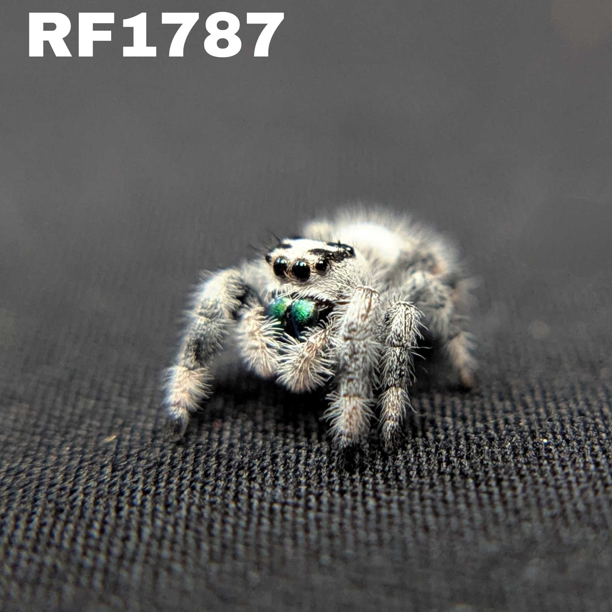 Regal Jumping Spider "Frostmint"