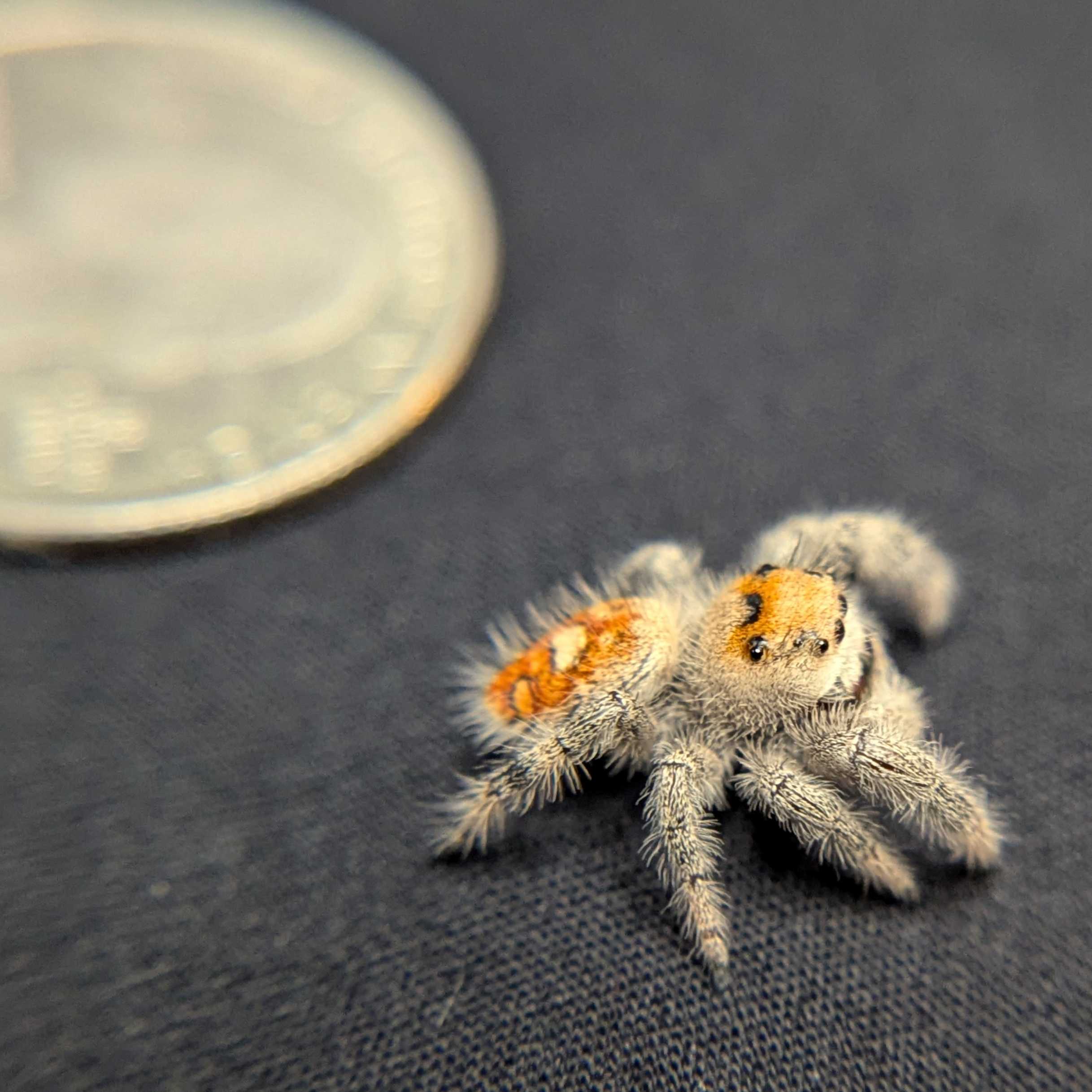 Regal Jumping Spider "Confetti"