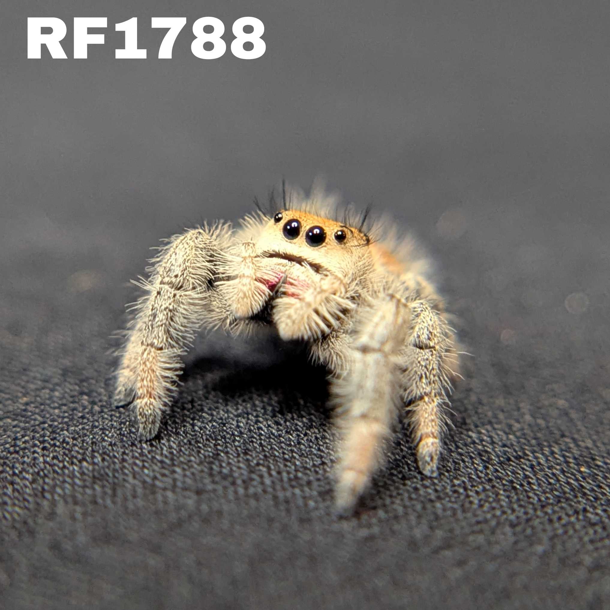 Regal Jumping Spider "Confetti"