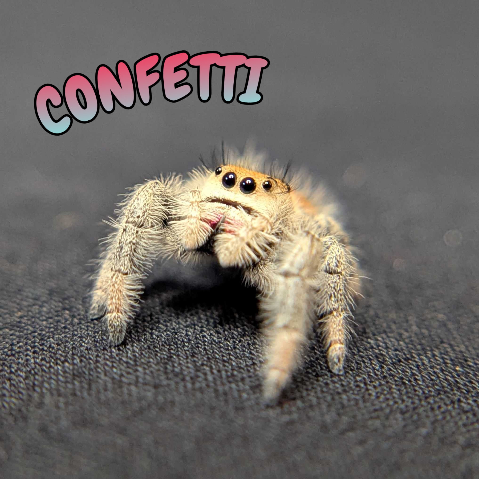 Regal Jumping Spider "Confetti"