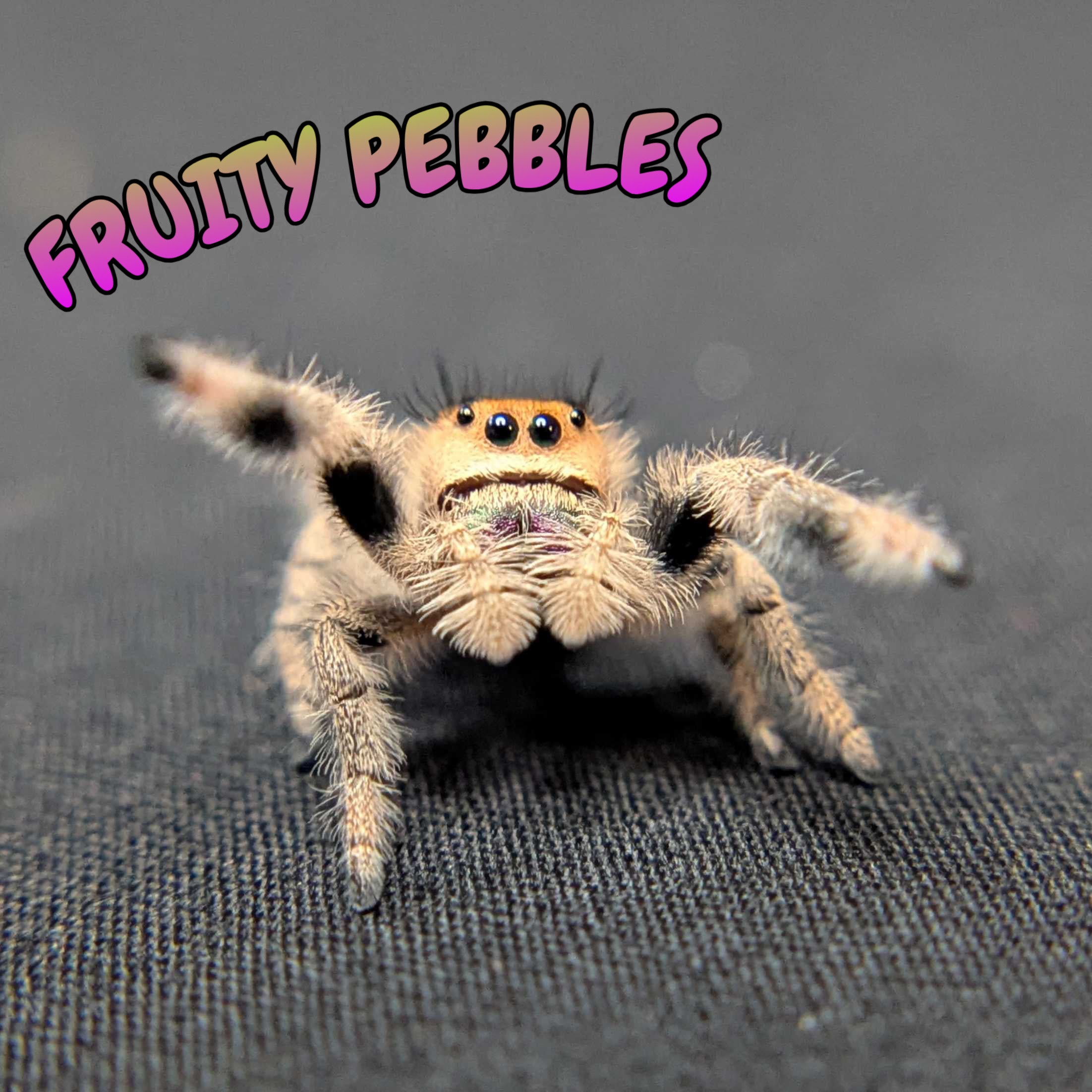 Regal Jumping Spider “Fruity Pebbles”
