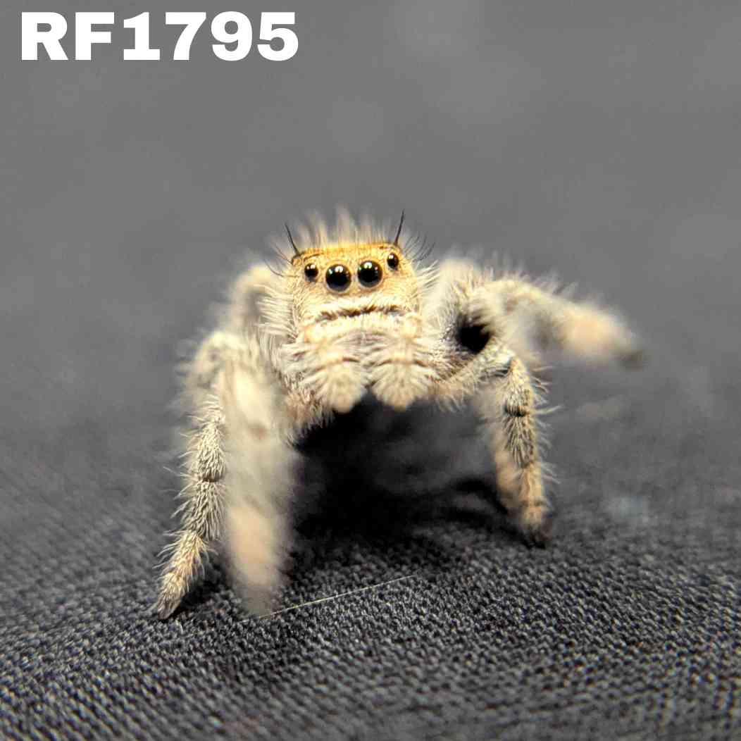 Regal Jumping Spider "Mango Puff"
