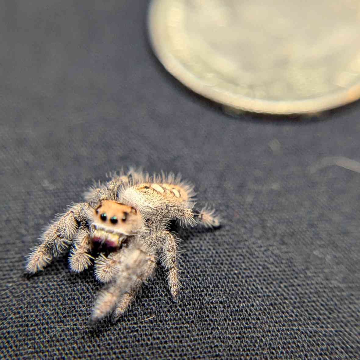 Regal Jumping Spider "Saffron"