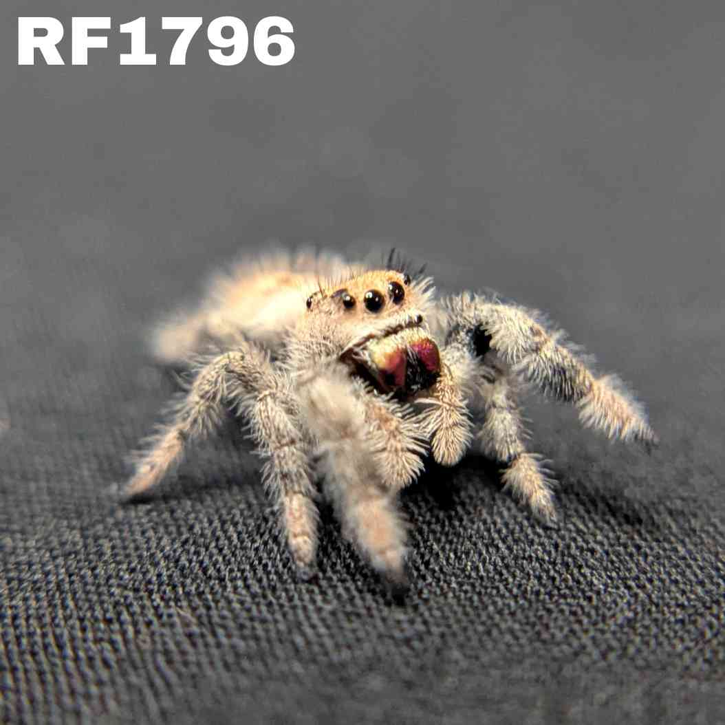 Regal Jumping Spider "Saffron"