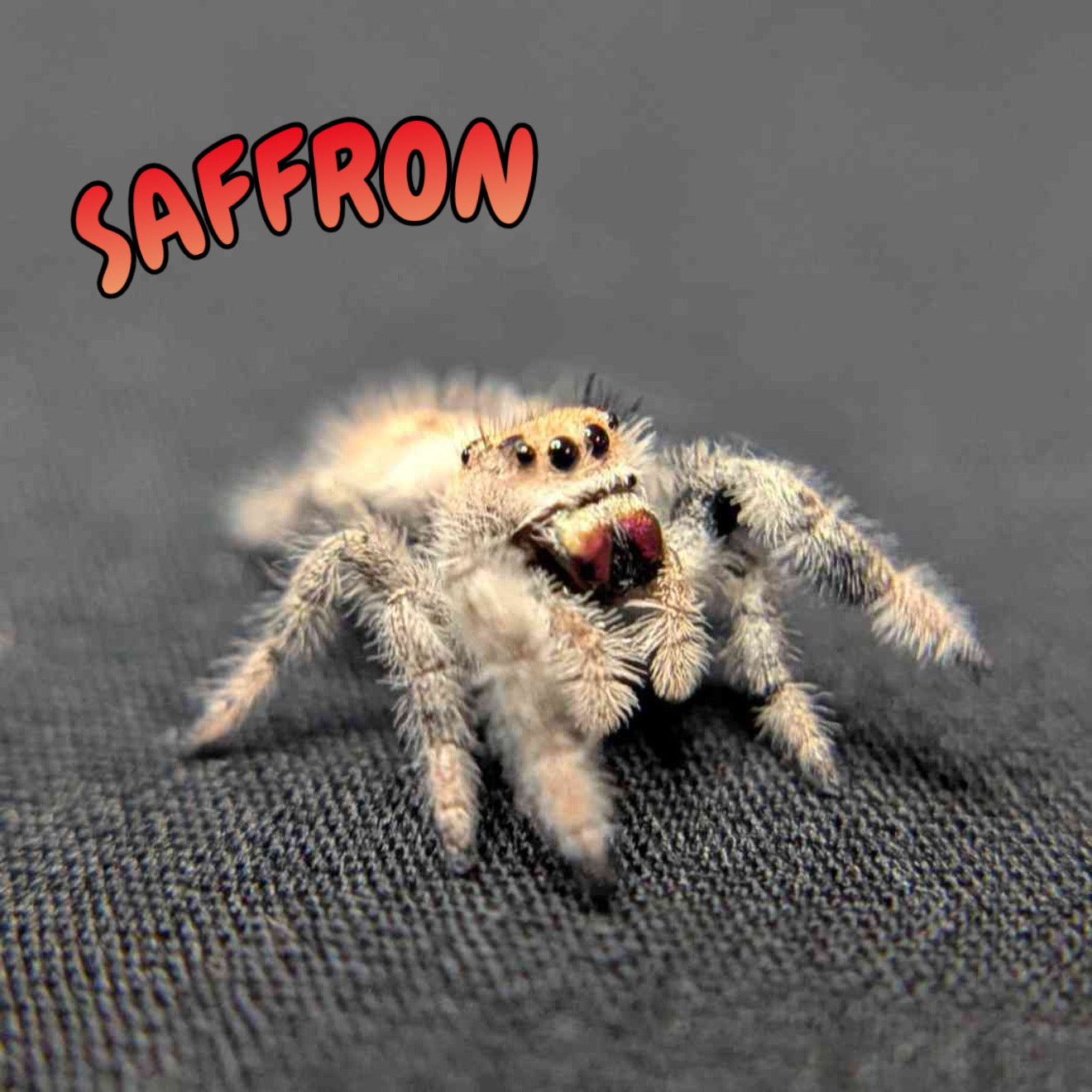 Regal Jumping Spider "Saffron"