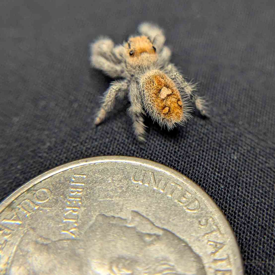 Regal Jumping Spider "Pomegranate"