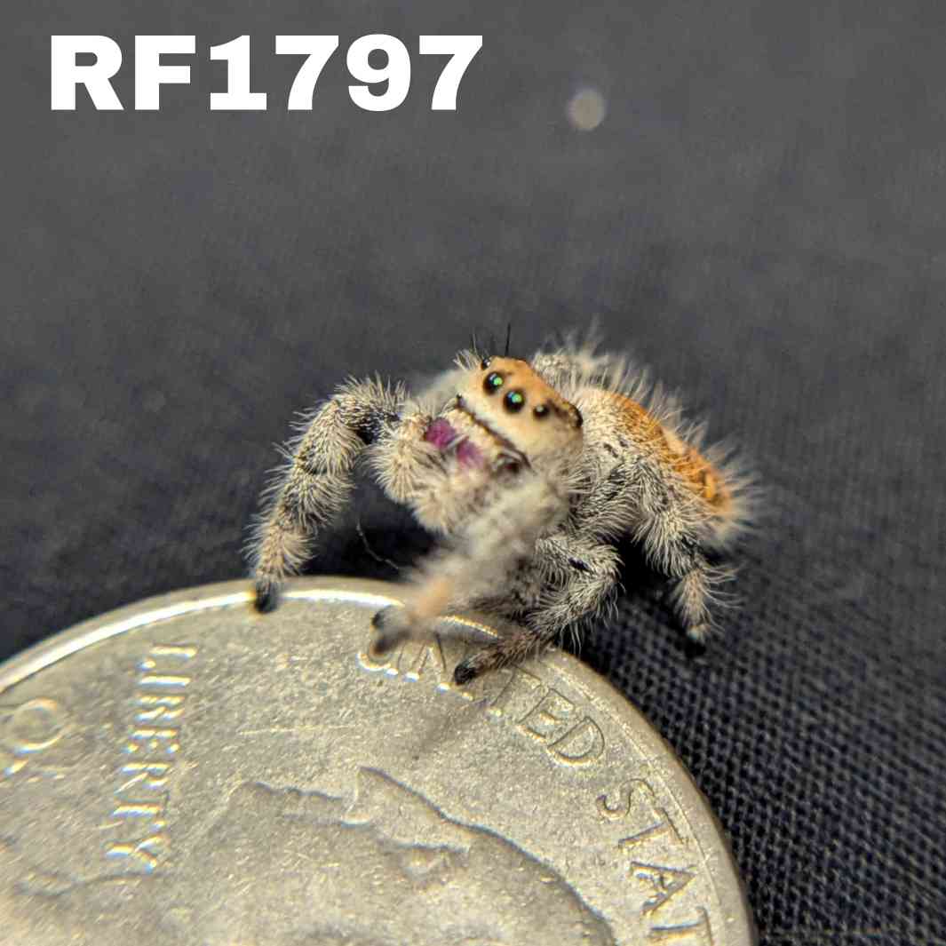 Regal Jumping Spider "Pomegranate"