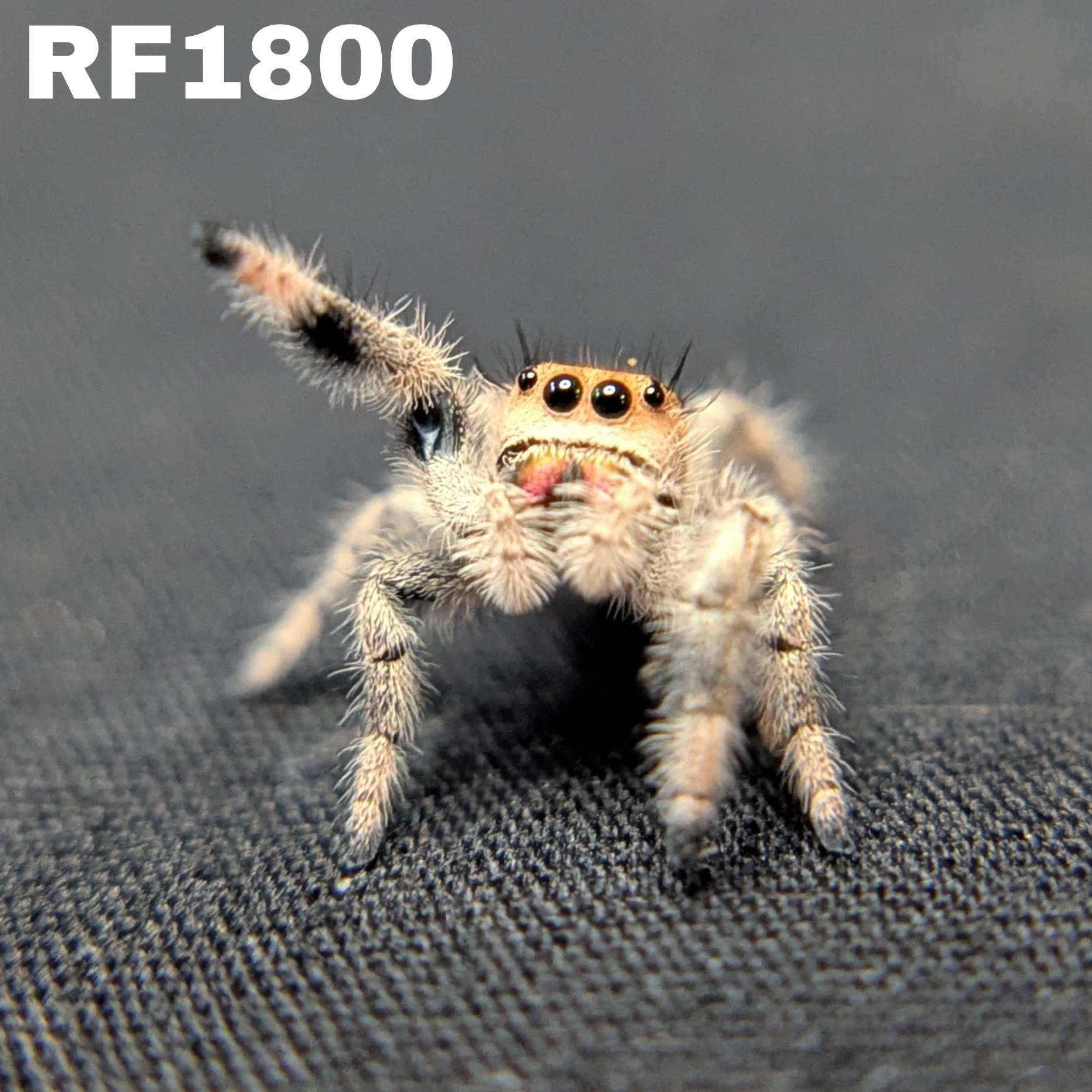 Regal Jumping Spider "Maple"