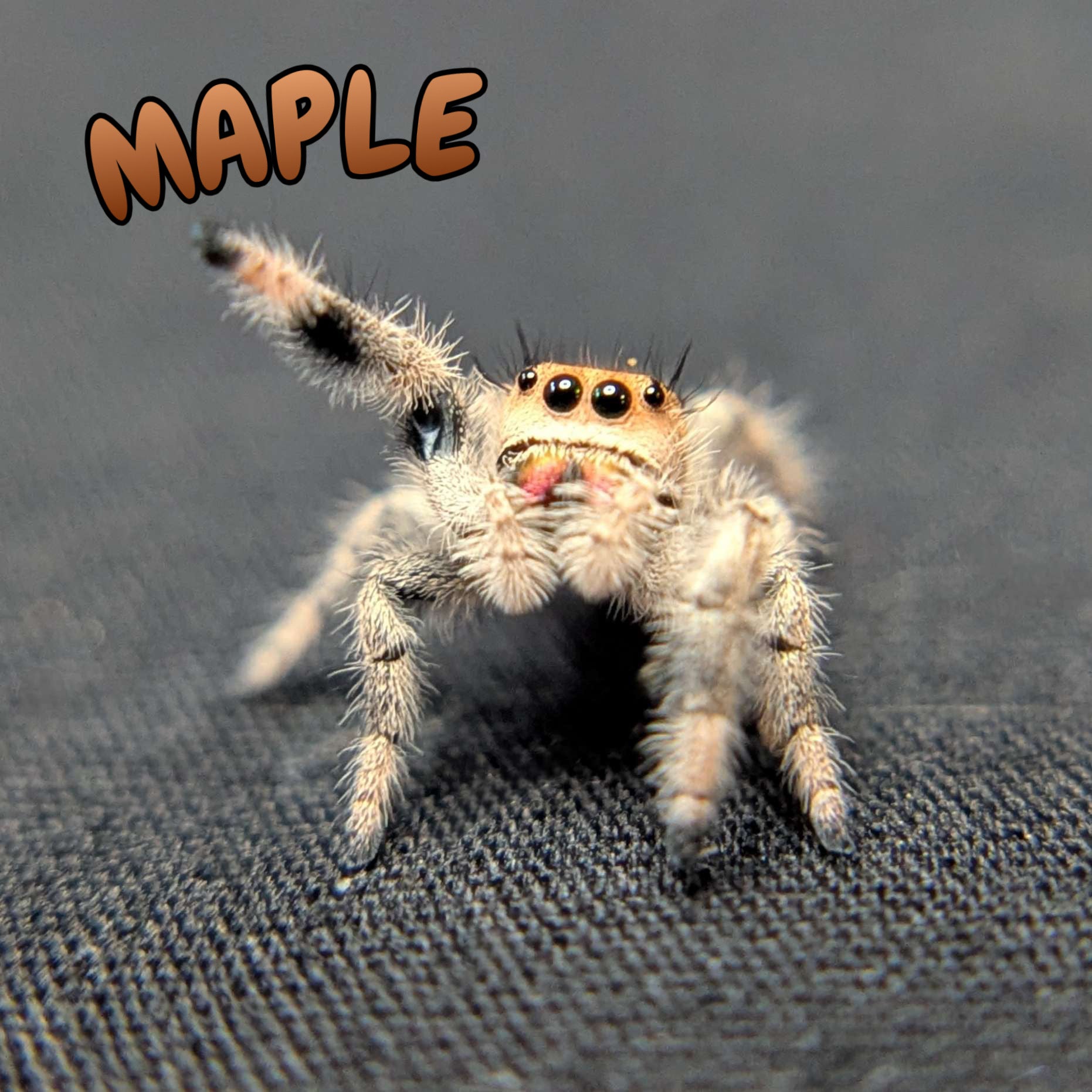 Regal Jumping Spider "Maple"