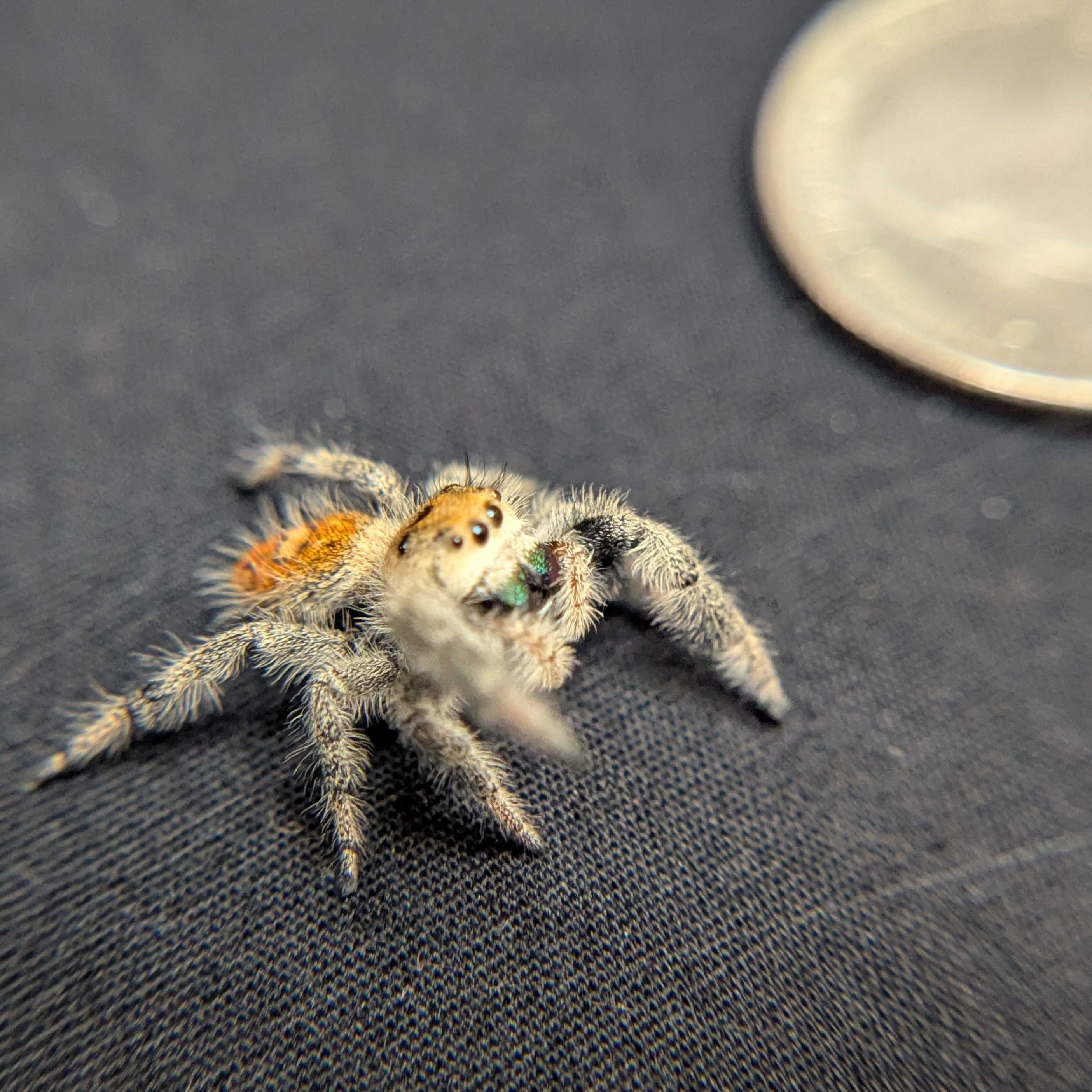Regal Jumping Spider “Azalea”