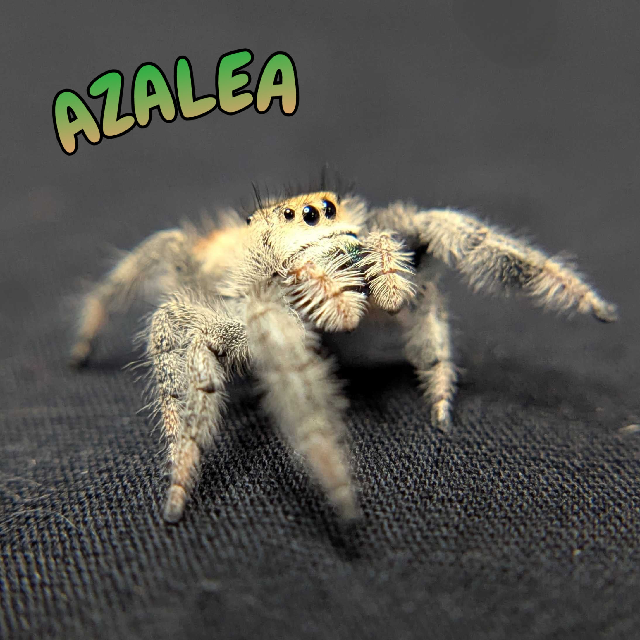 Regal Jumping Spider “Azalea”