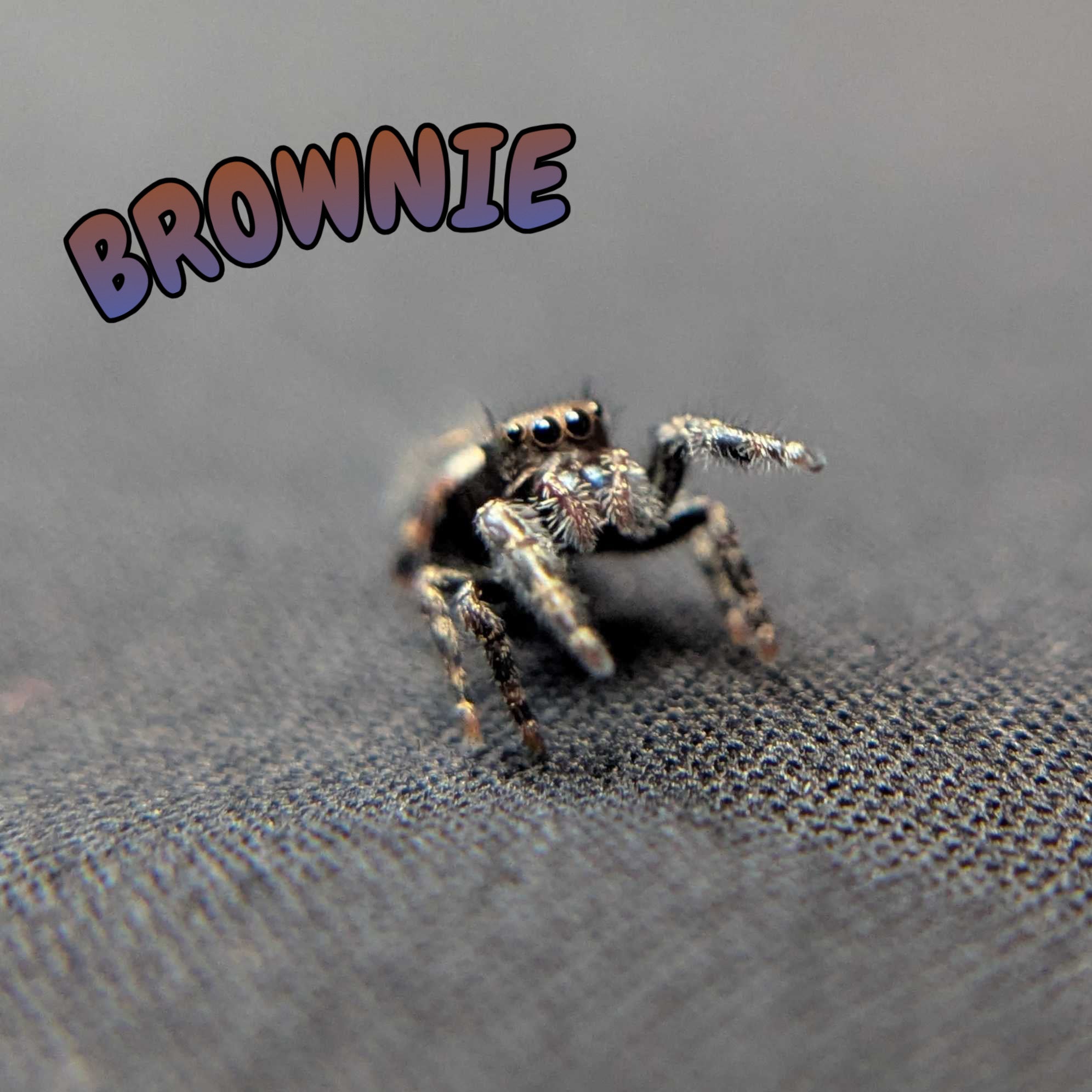 Regal Jumping Spider "Brownie"