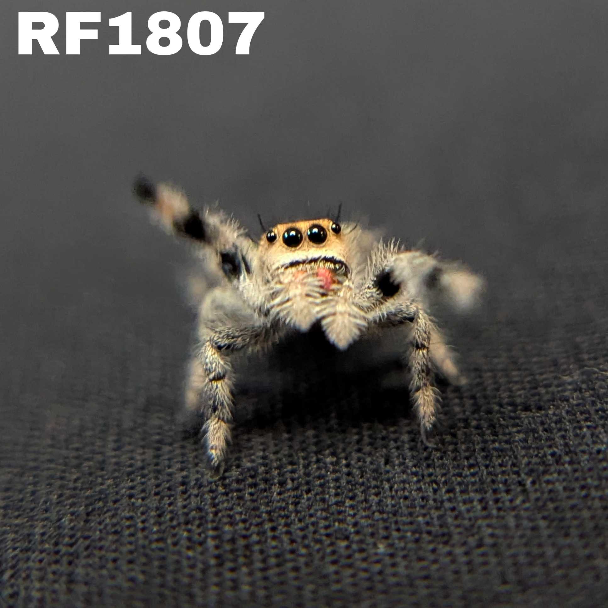 Regal Jumping Spider “Inferno”