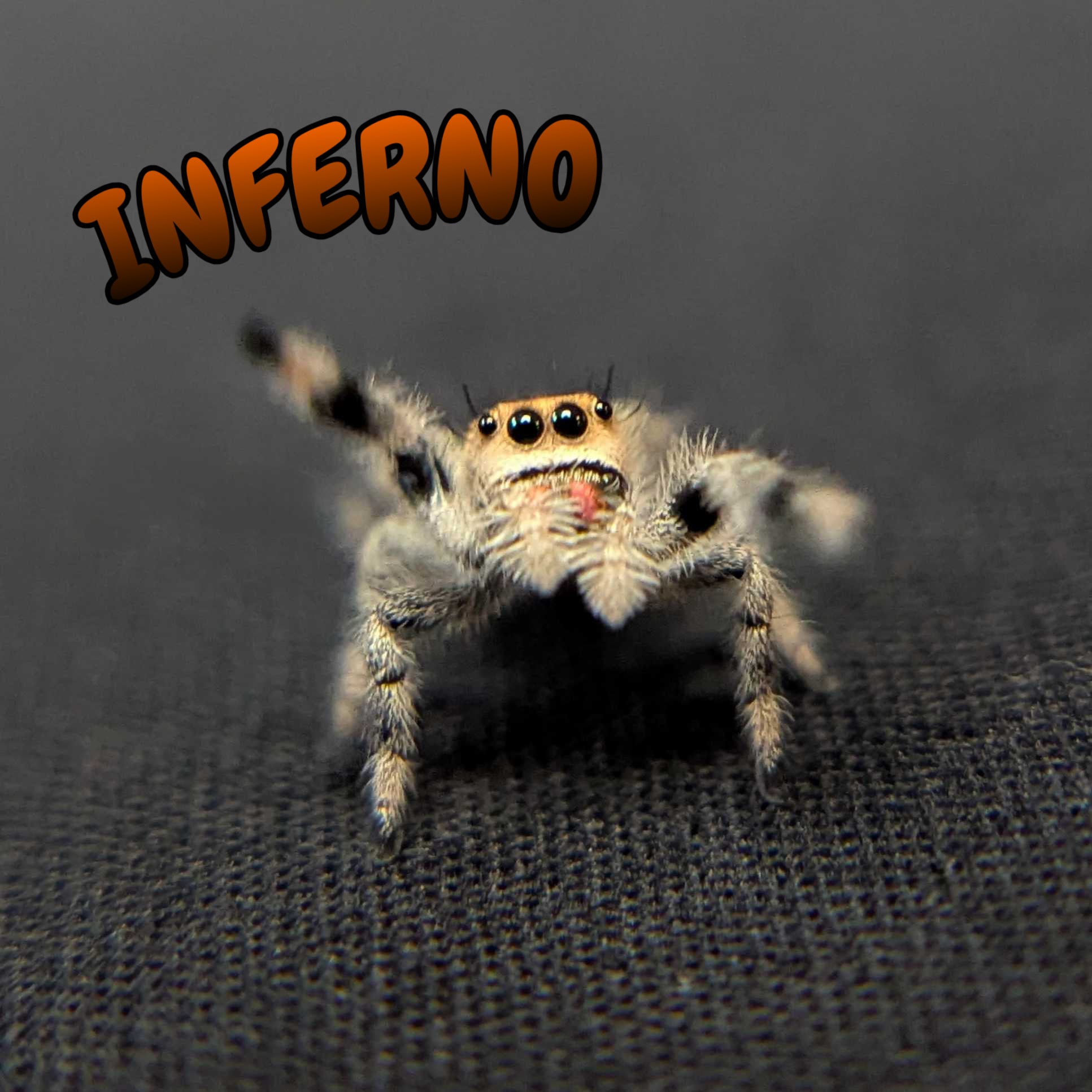 Regal Jumping Spider “Inferno”