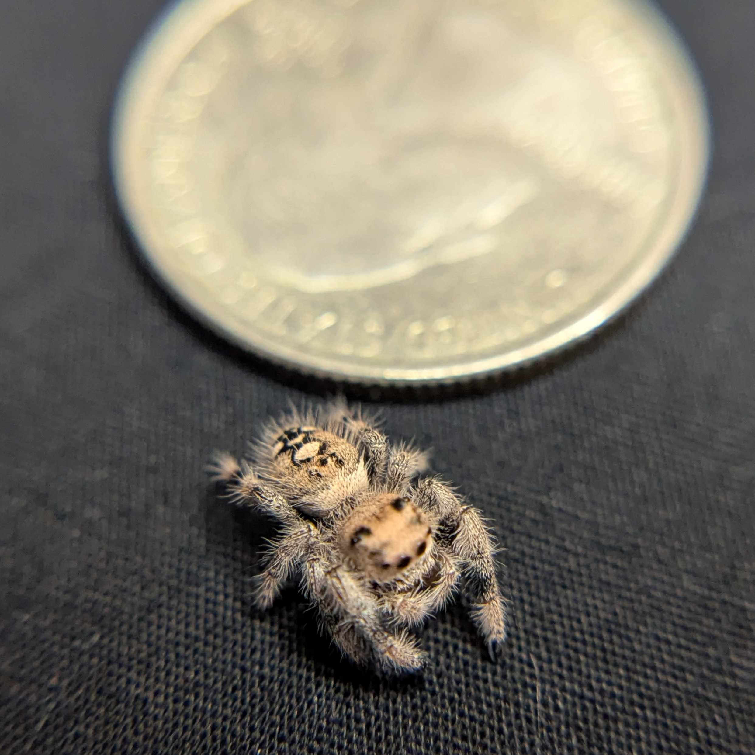 Regal Jumping Spider “Willow”