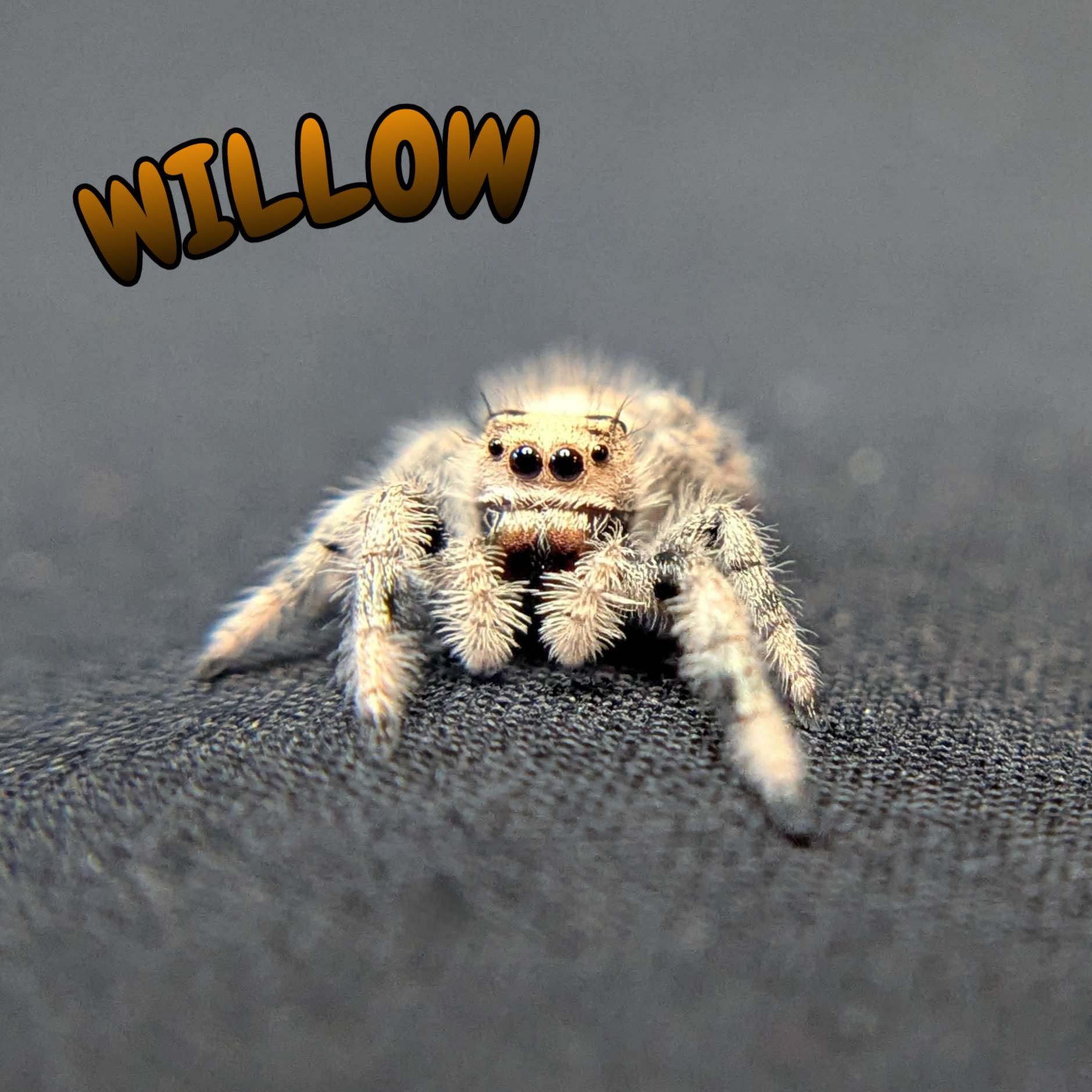 Regal Jumping Spider “Willow”