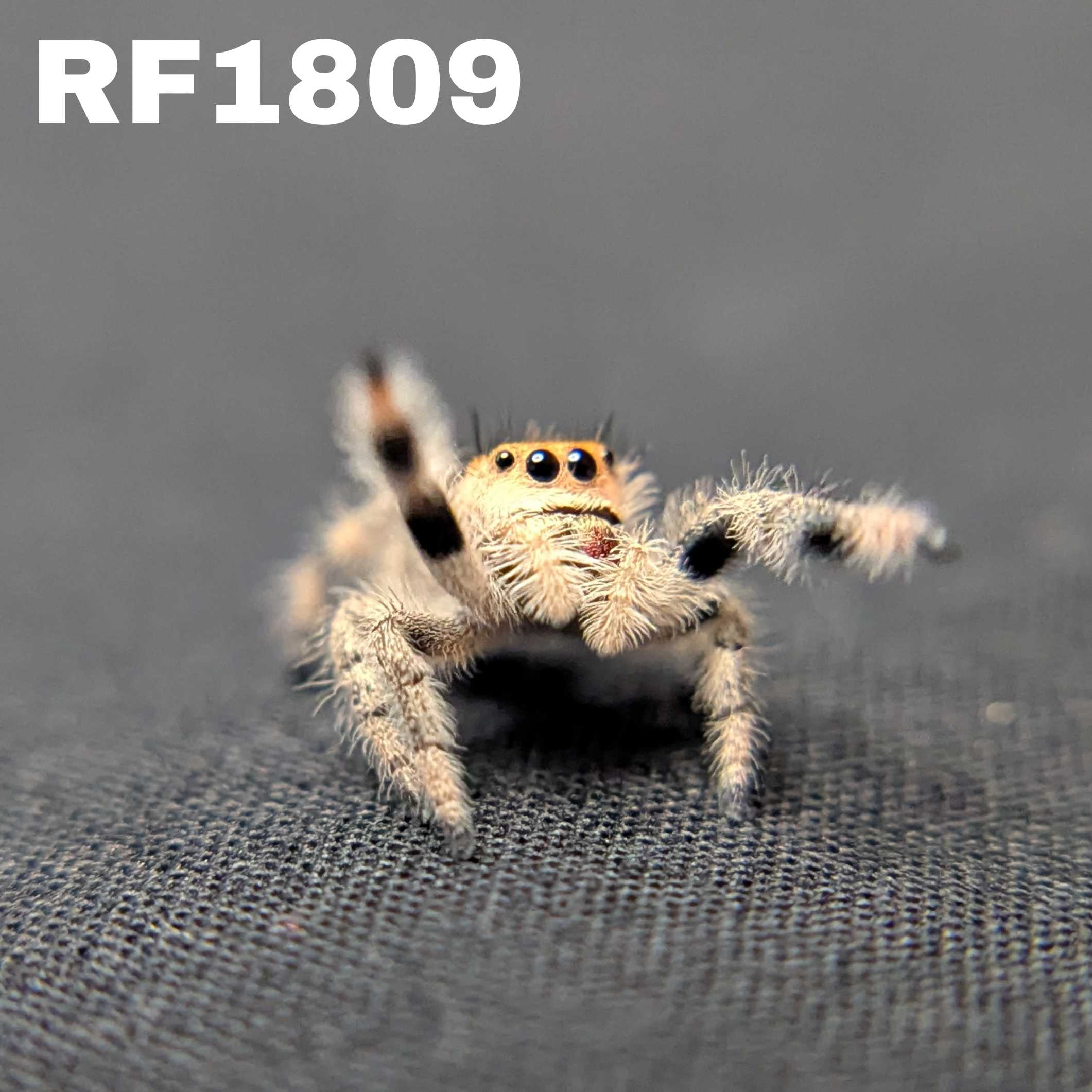 Regal Jumping Spider "Toasty"