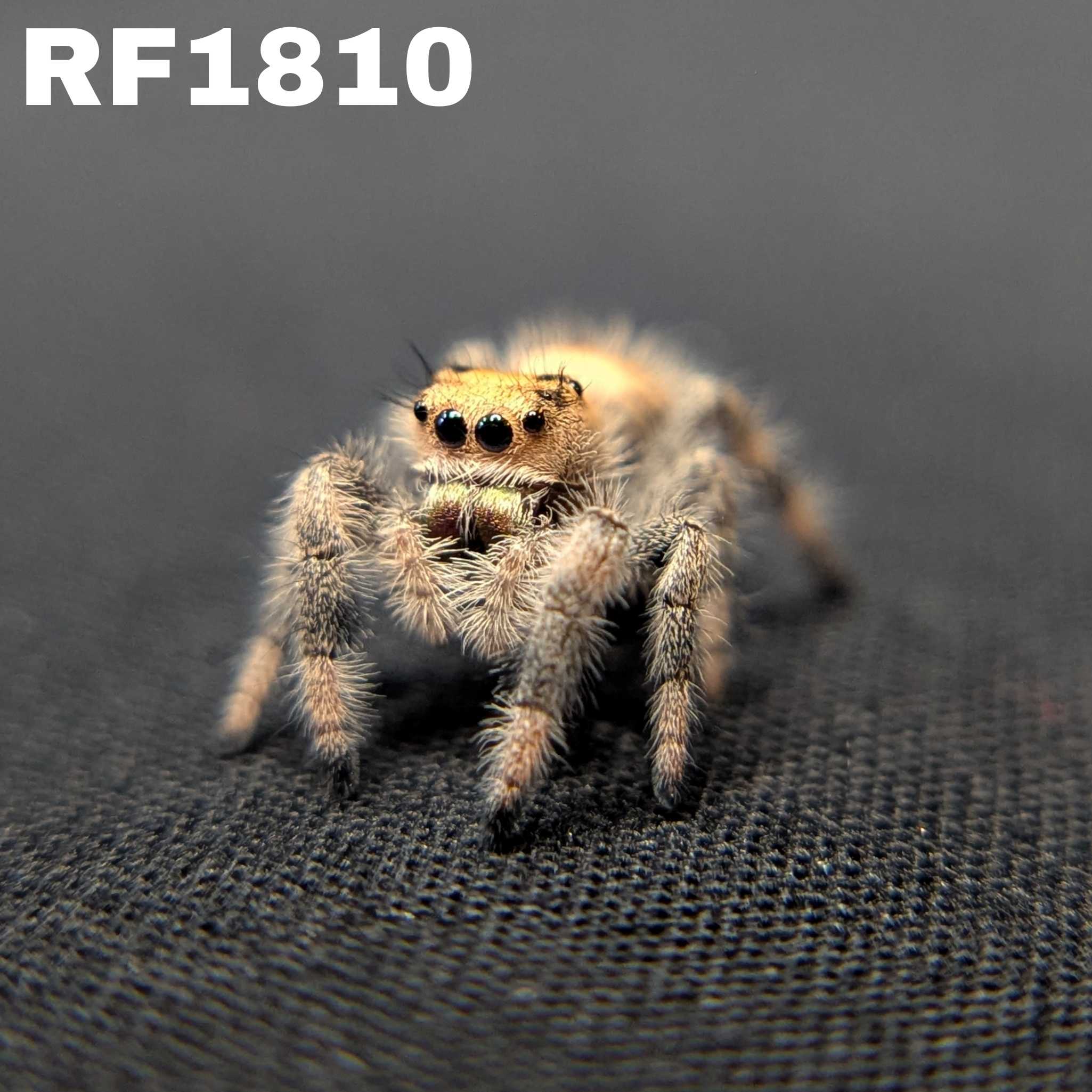 Regal Jumping Spider "Coven"
