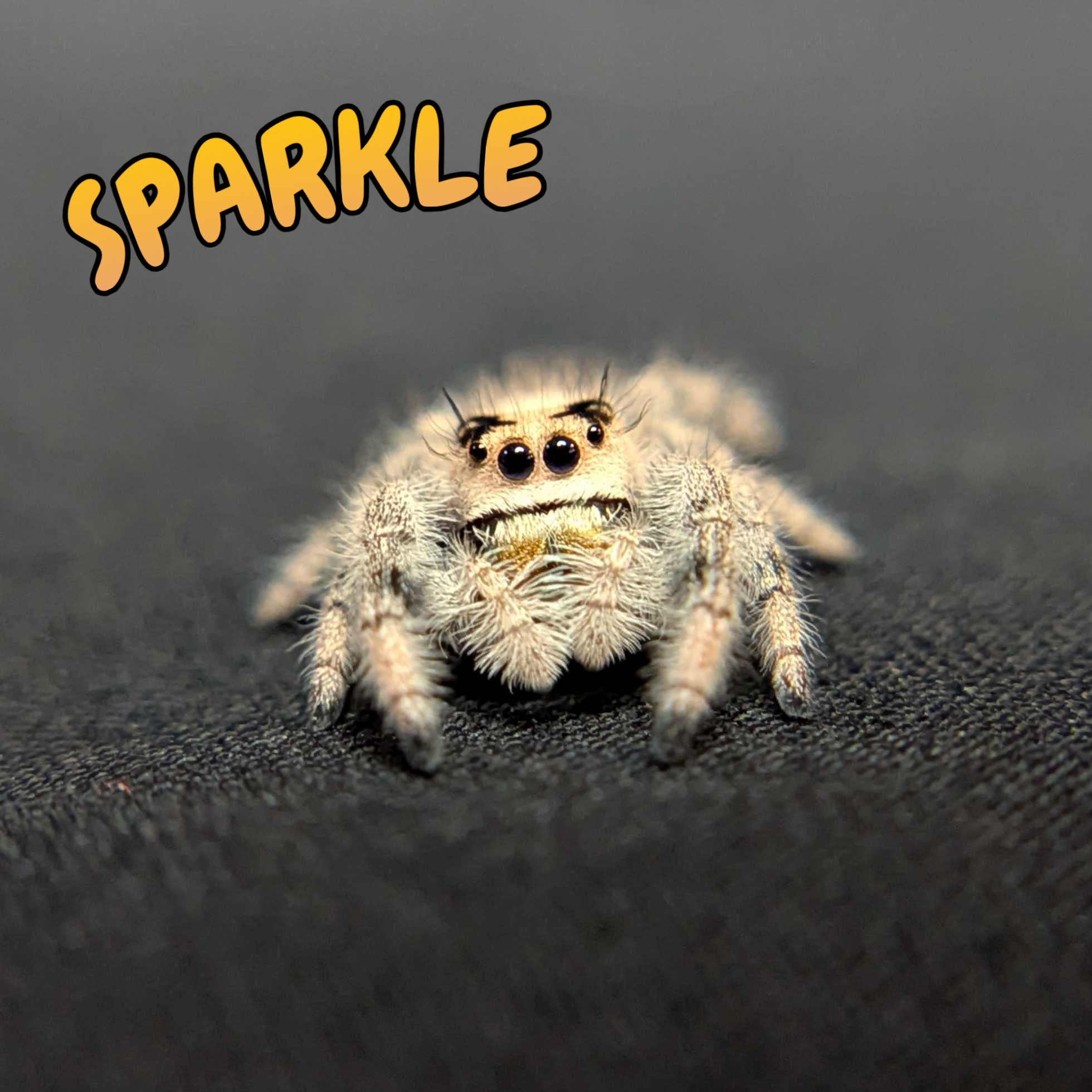 Regal Jumping Spider "Sparkle"
