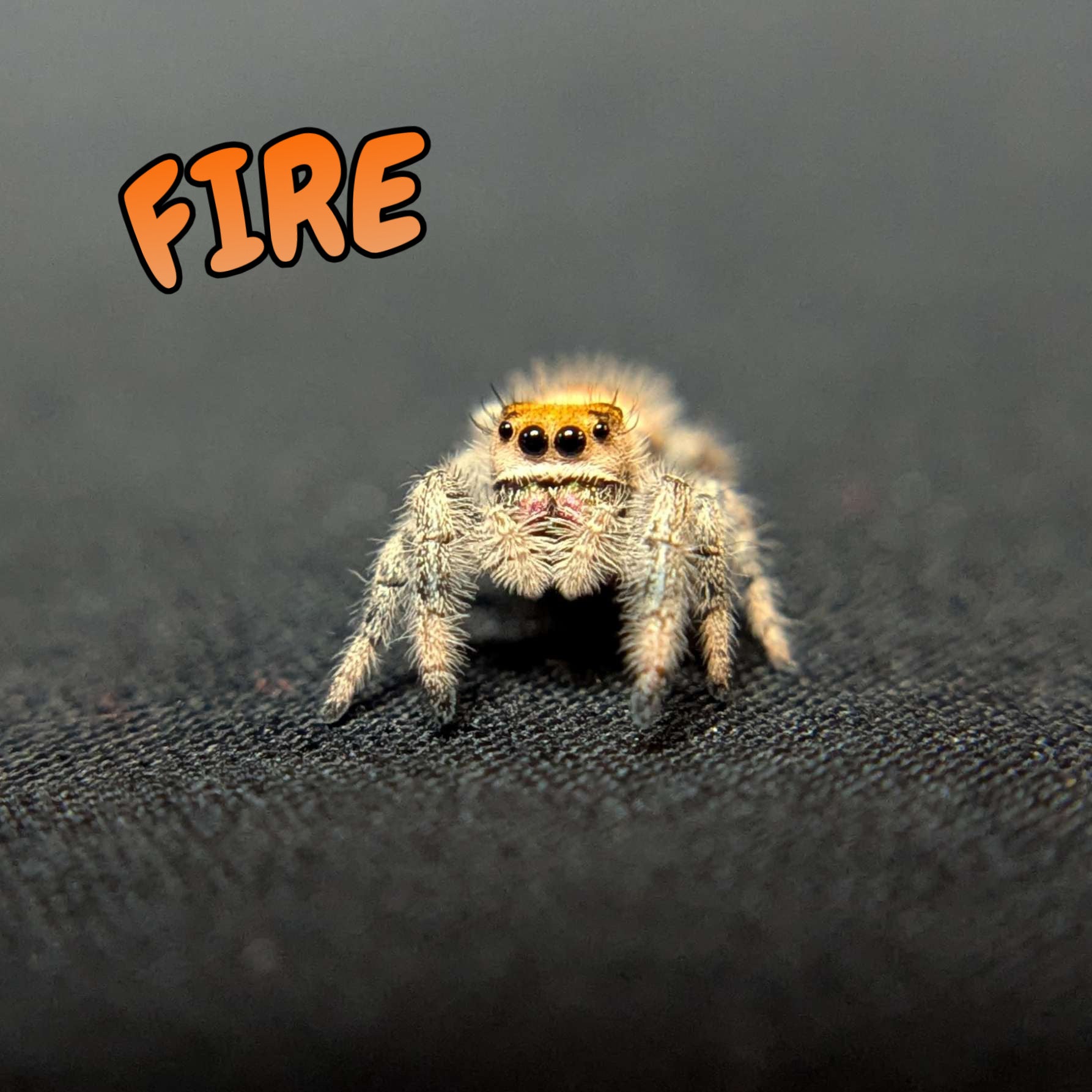 Regal Jumping Spider "Fire"
