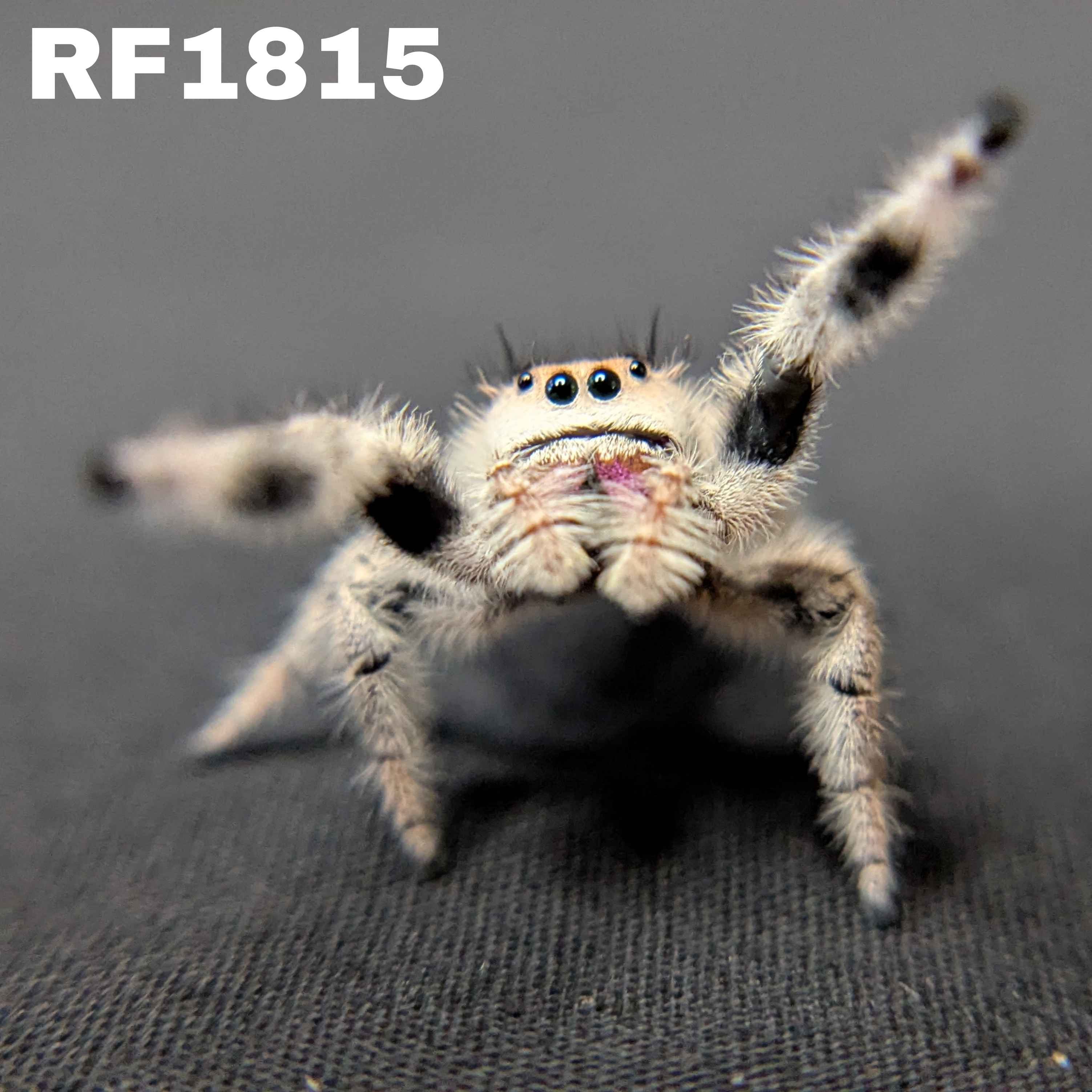 Regal Jumping Spider "Eggplant"