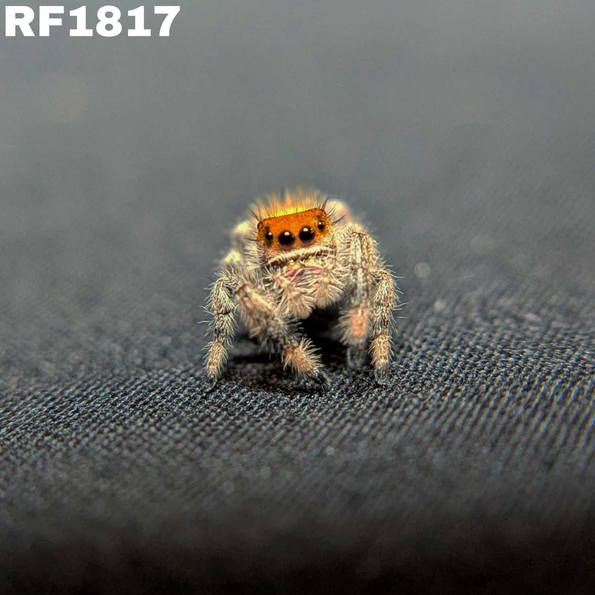 Regal Jumping Spider "Fireball"