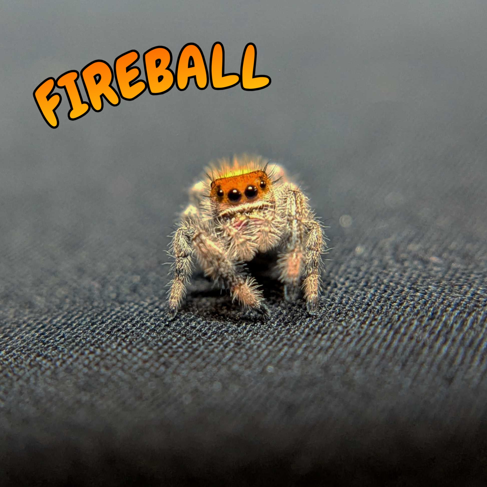 Regal Jumping Spider "Fireball"