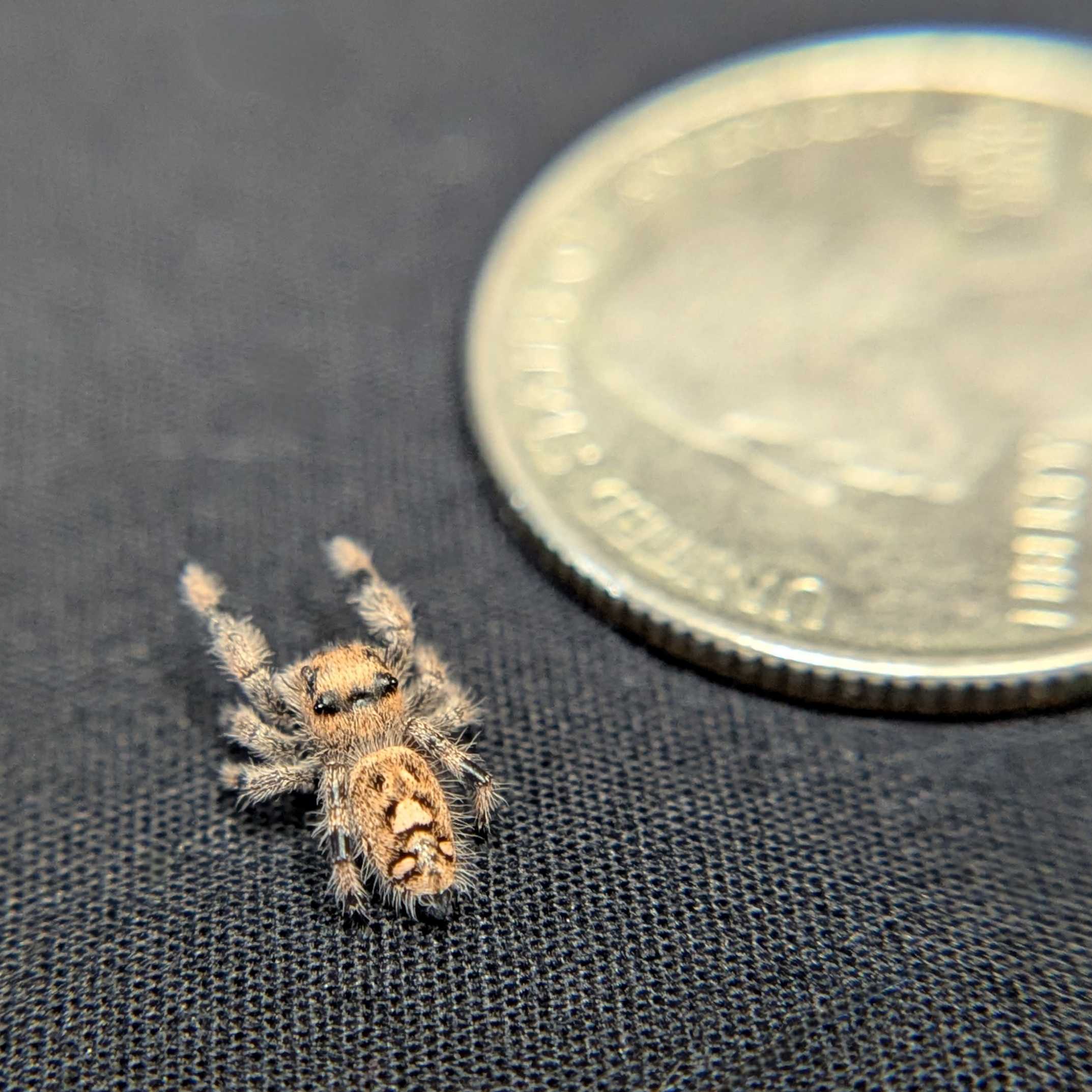 Regal Jumping Spider "Cinders"