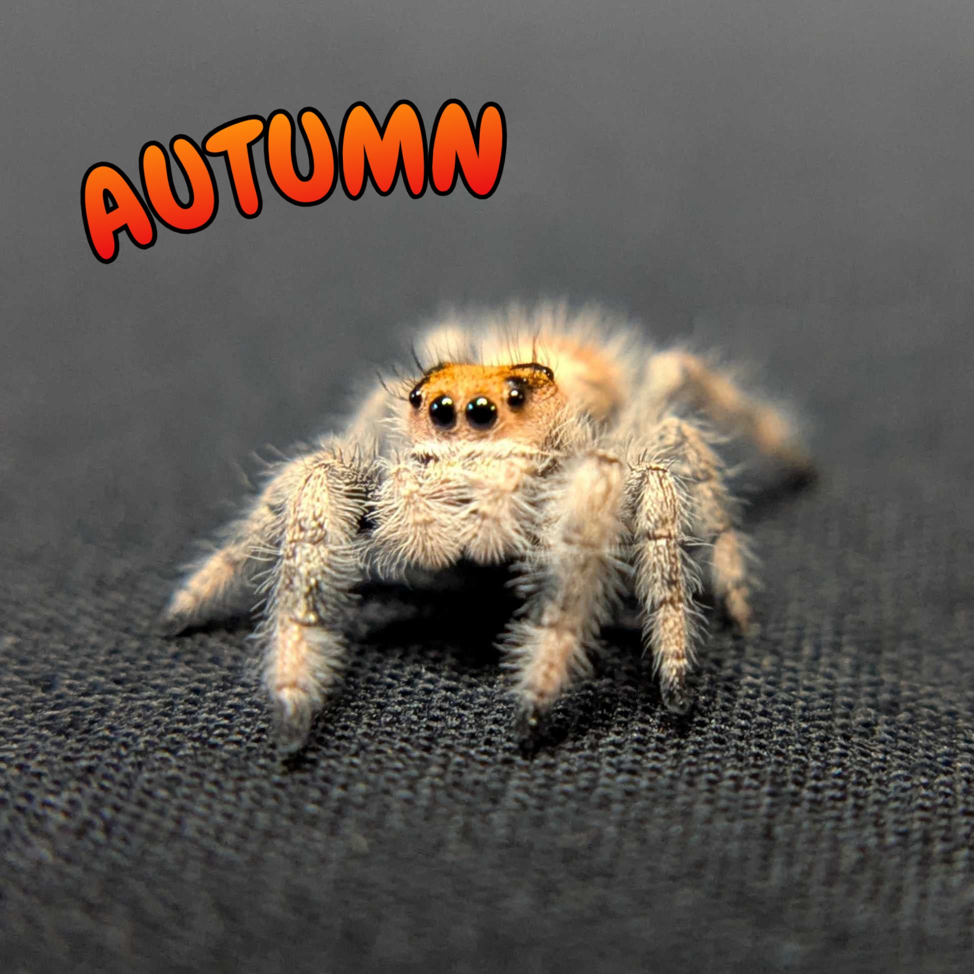 Regal Jumping Spider "Autumn"
