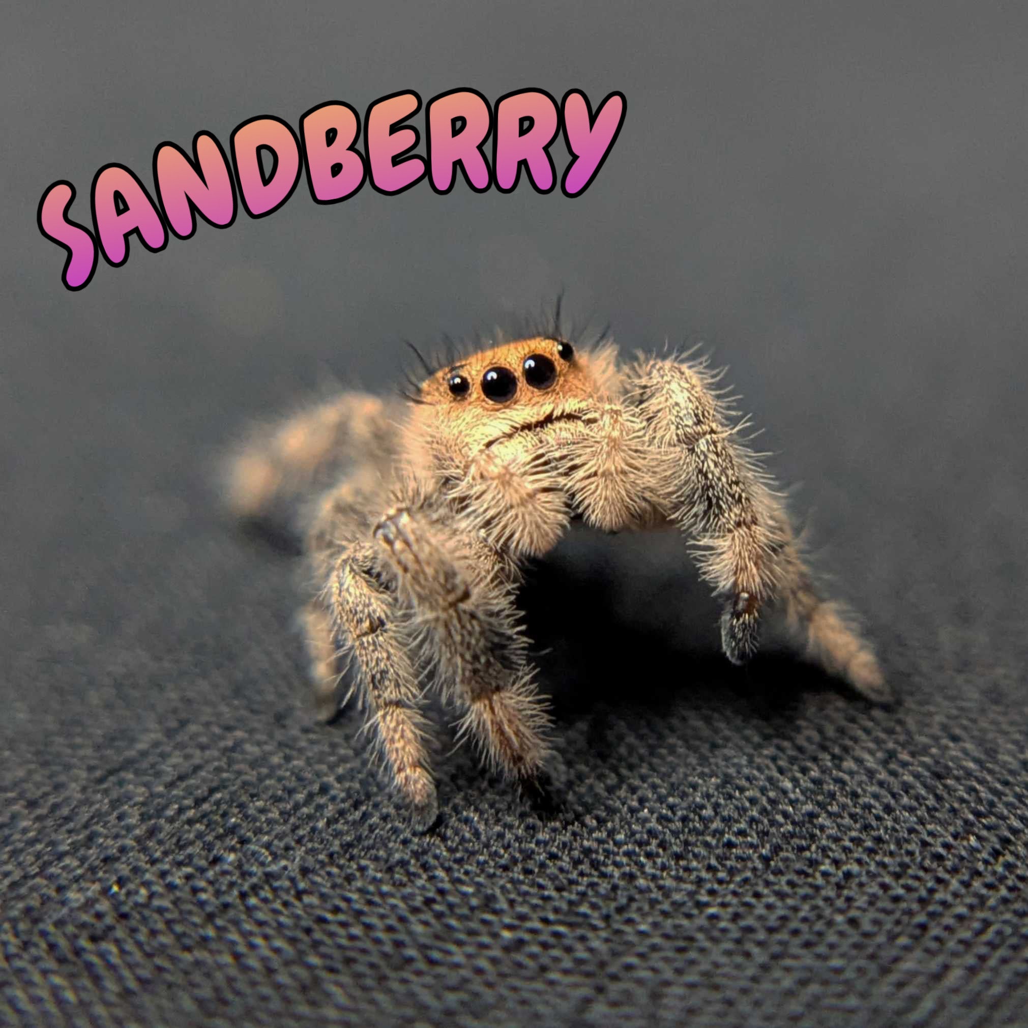 Regal Jumping Spider "Sandberry"