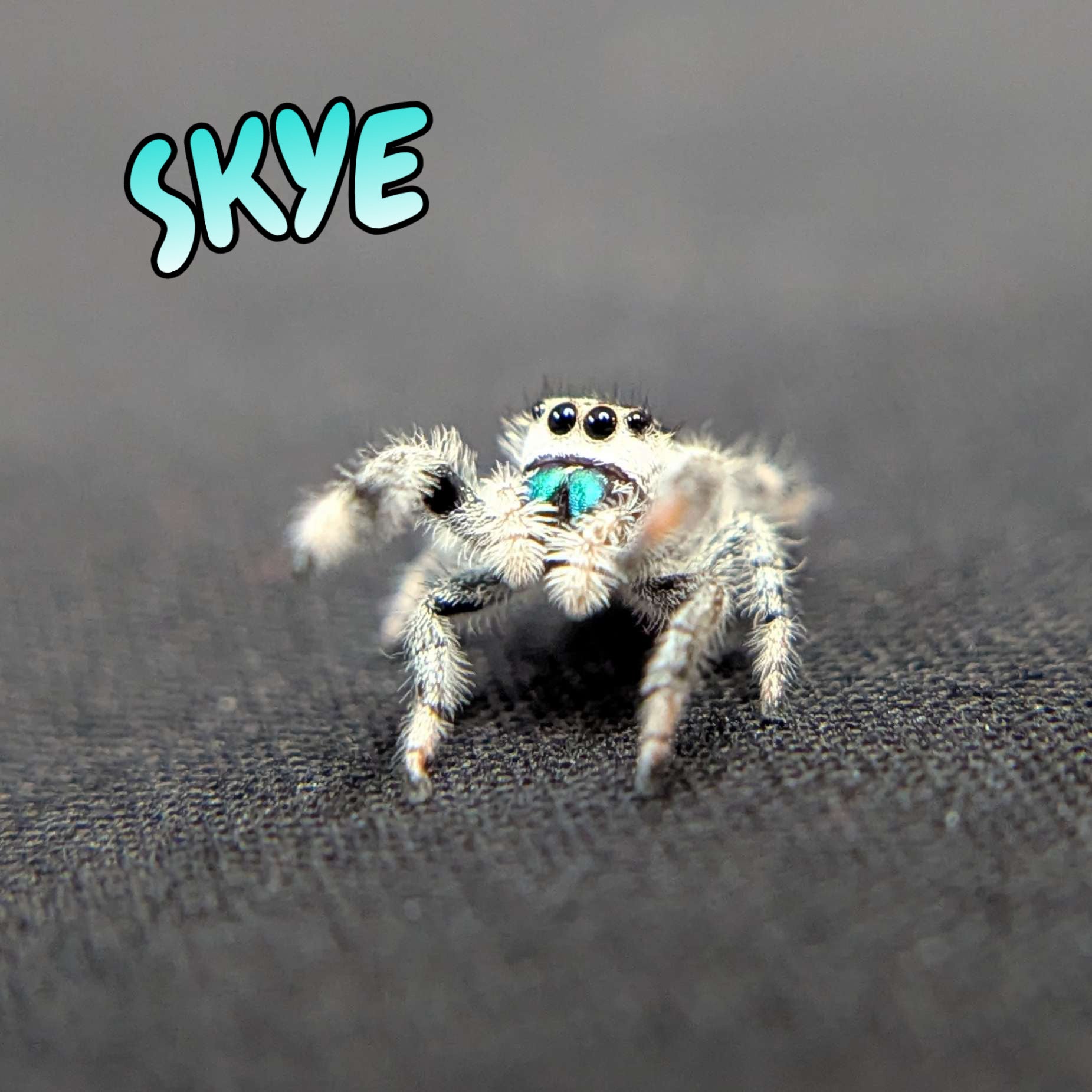 Regal Jumping Spider "Skye”