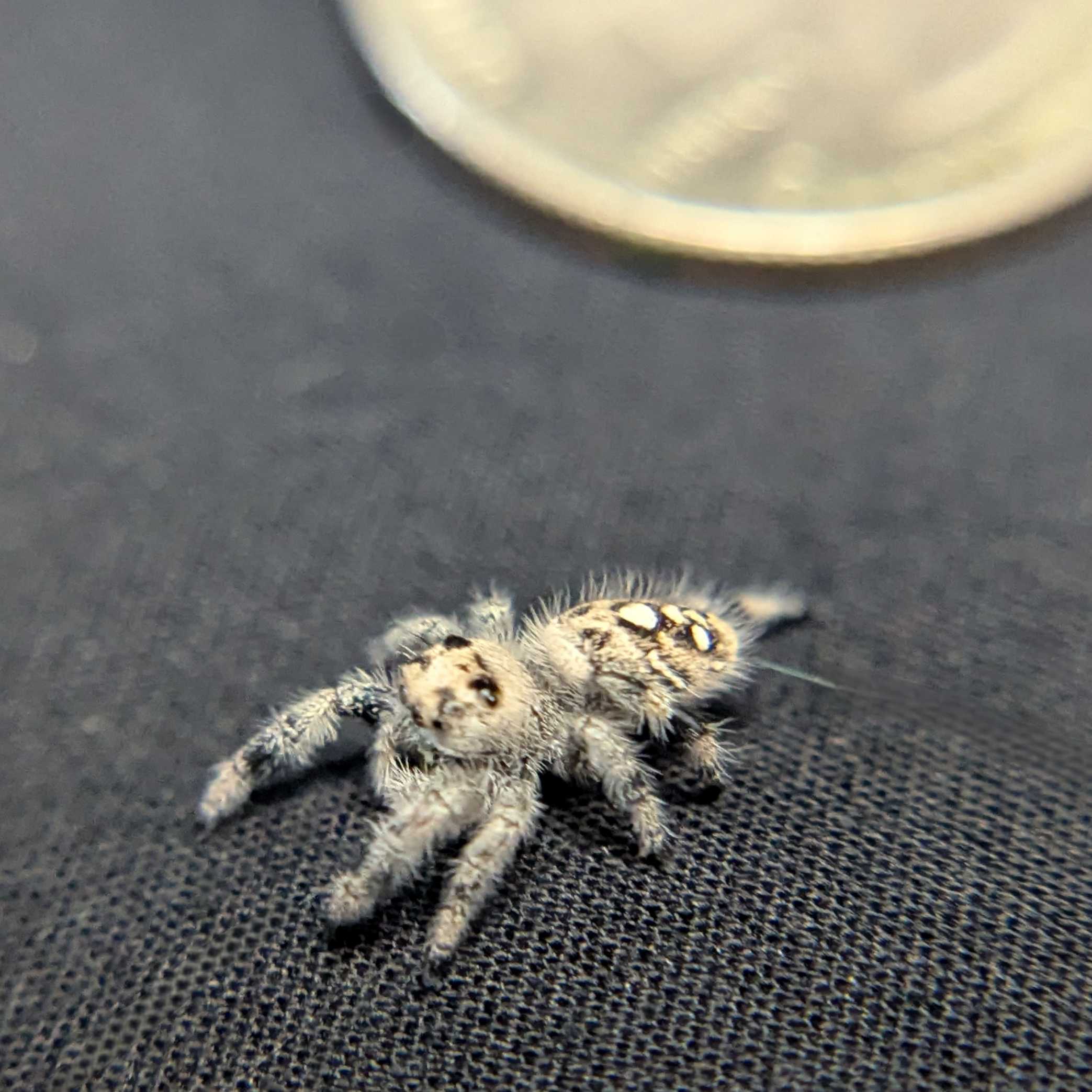 Regal Jumping Spider "Cream"
