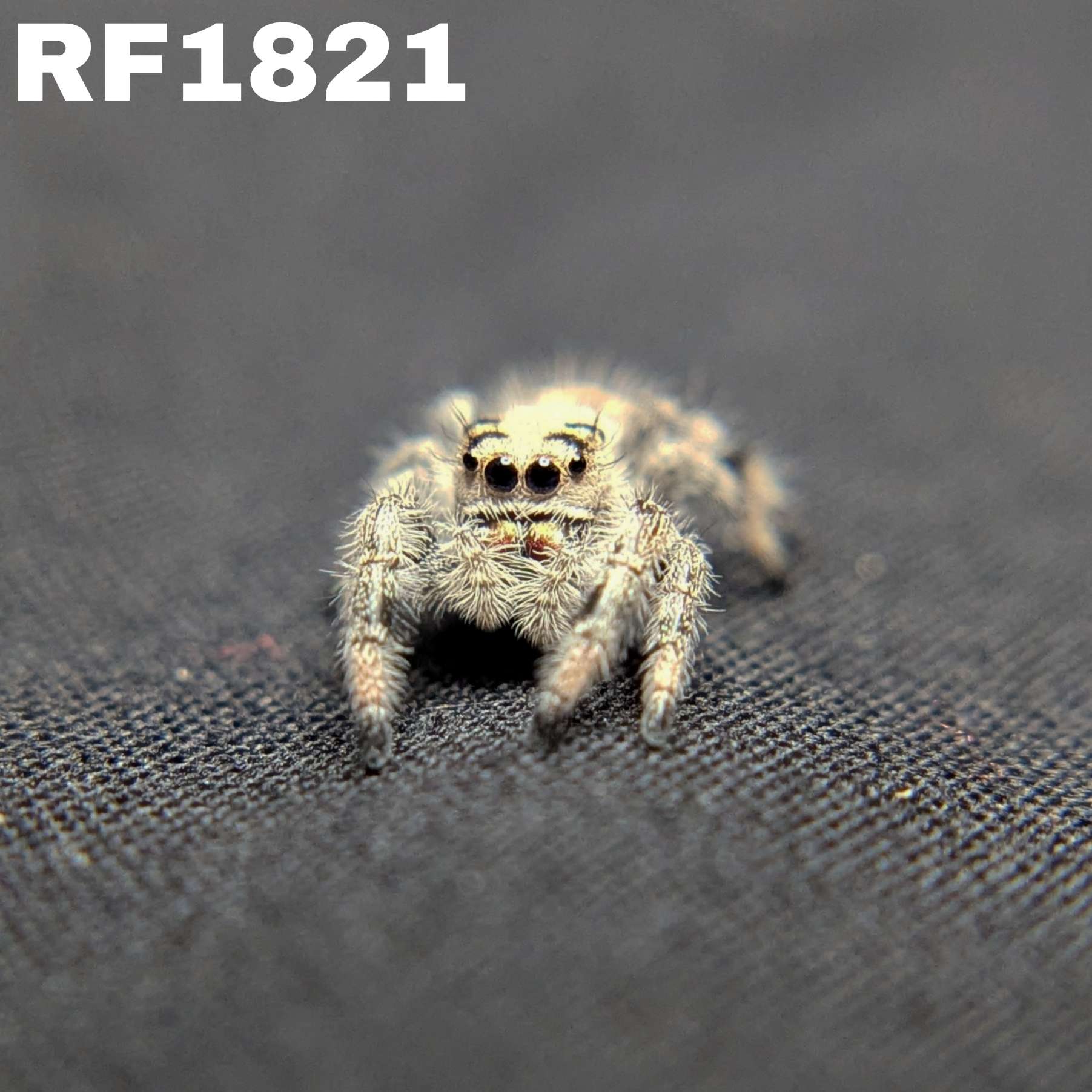 Regal Jumping Spider "Cream"