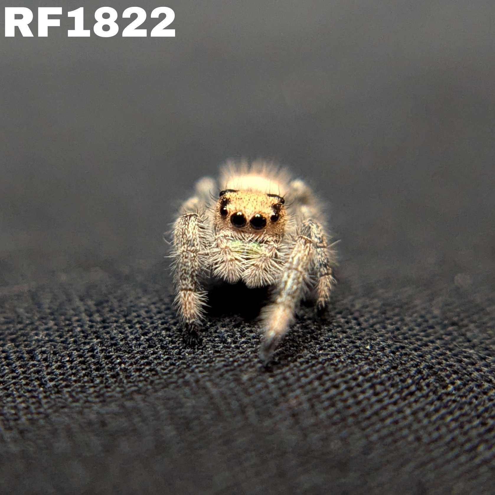 Regal Jumping Spider "Shimmer"