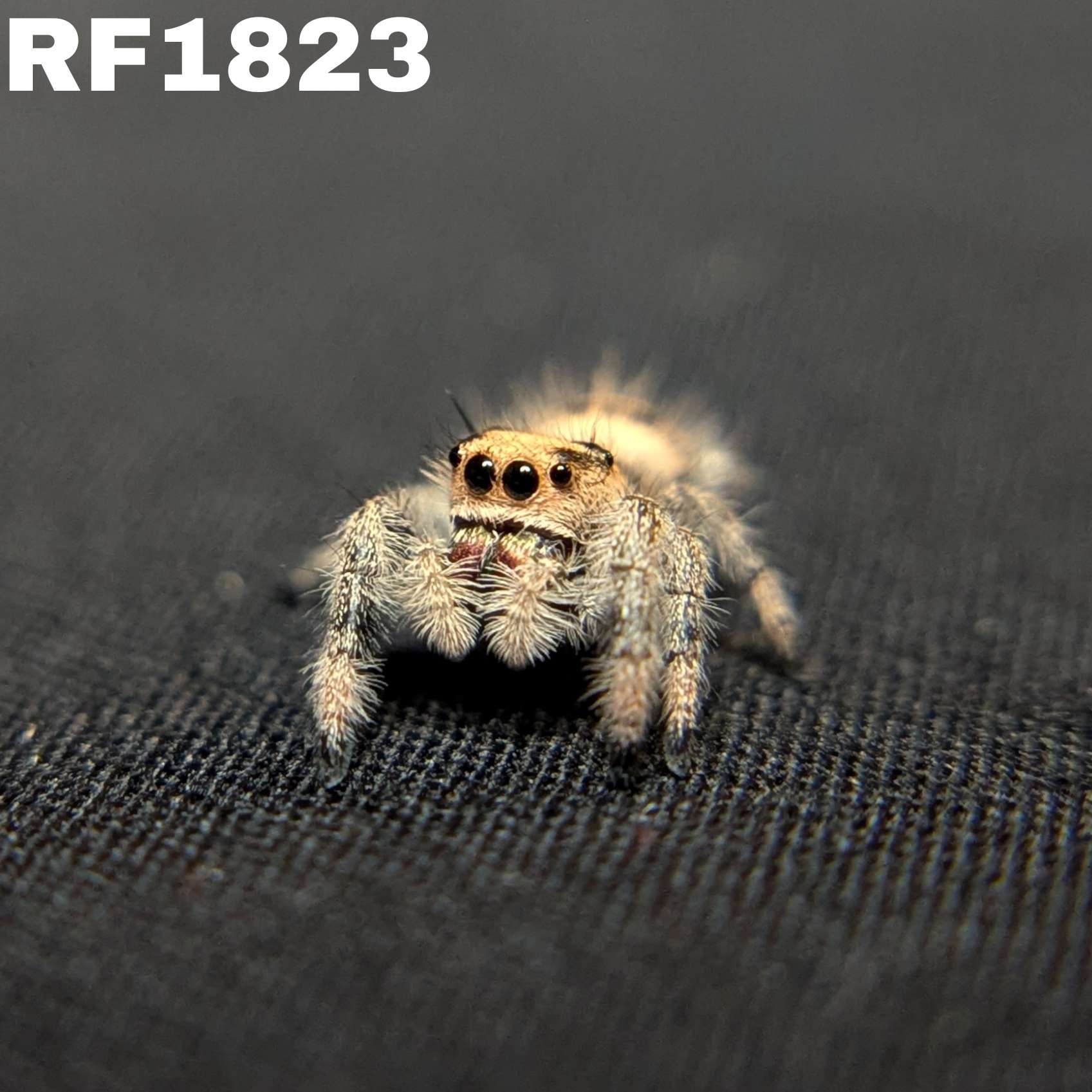 Regal Jumping Spider "Sloane"