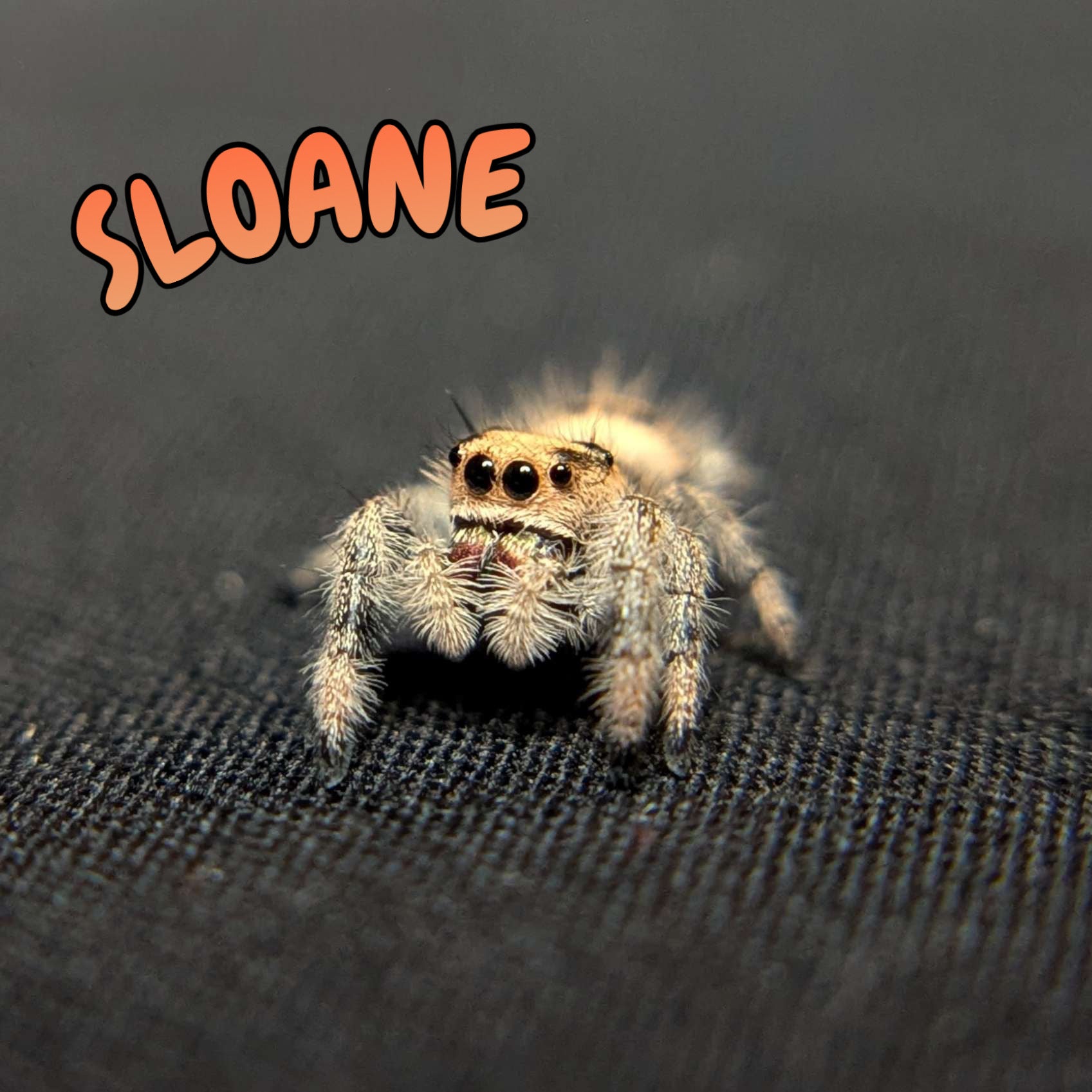 Regal Jumping Spider "Sloane"