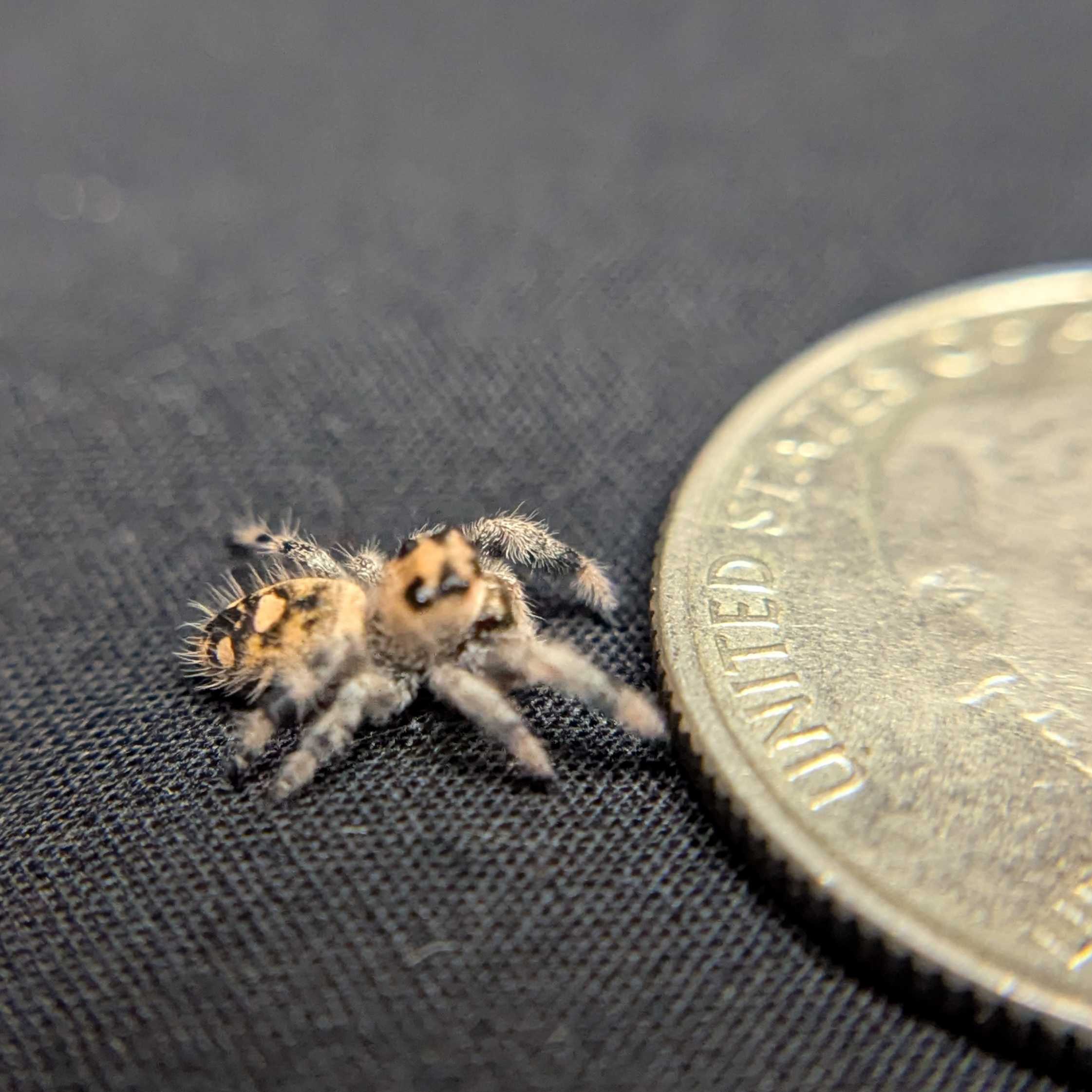 Regal Jumping Spider “Dawn”
