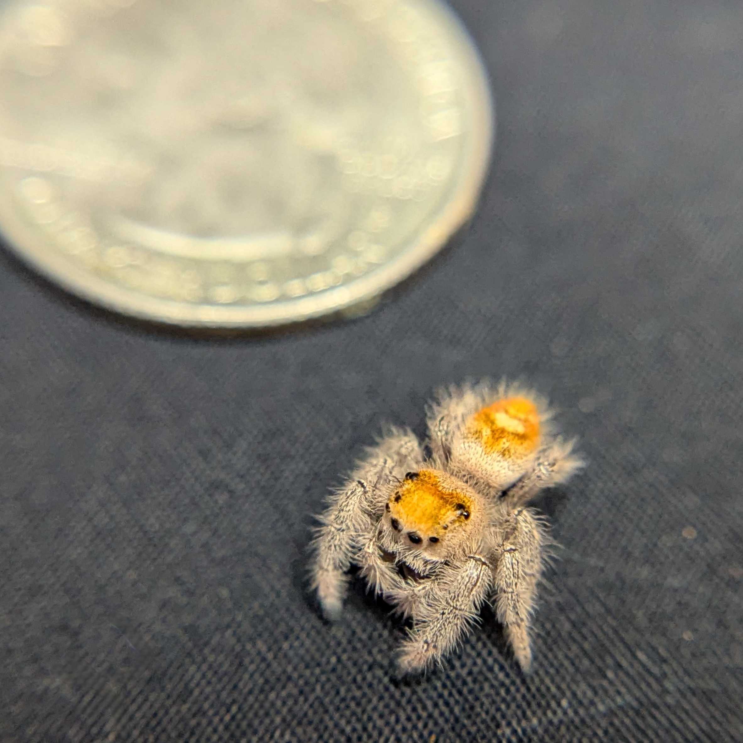 Regal Jumping Spider "Burberry"