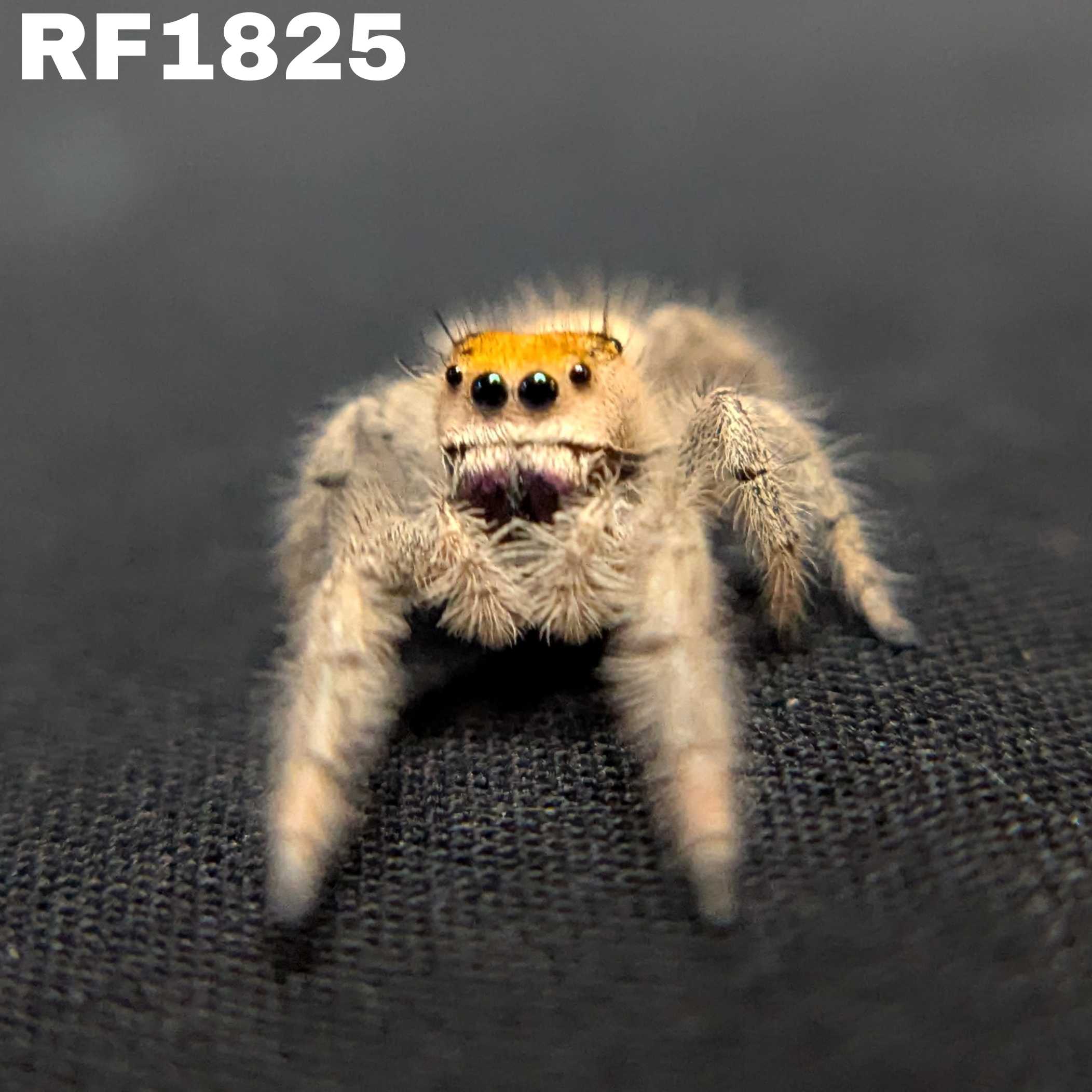 Regal Jumping Spider "Burberry"