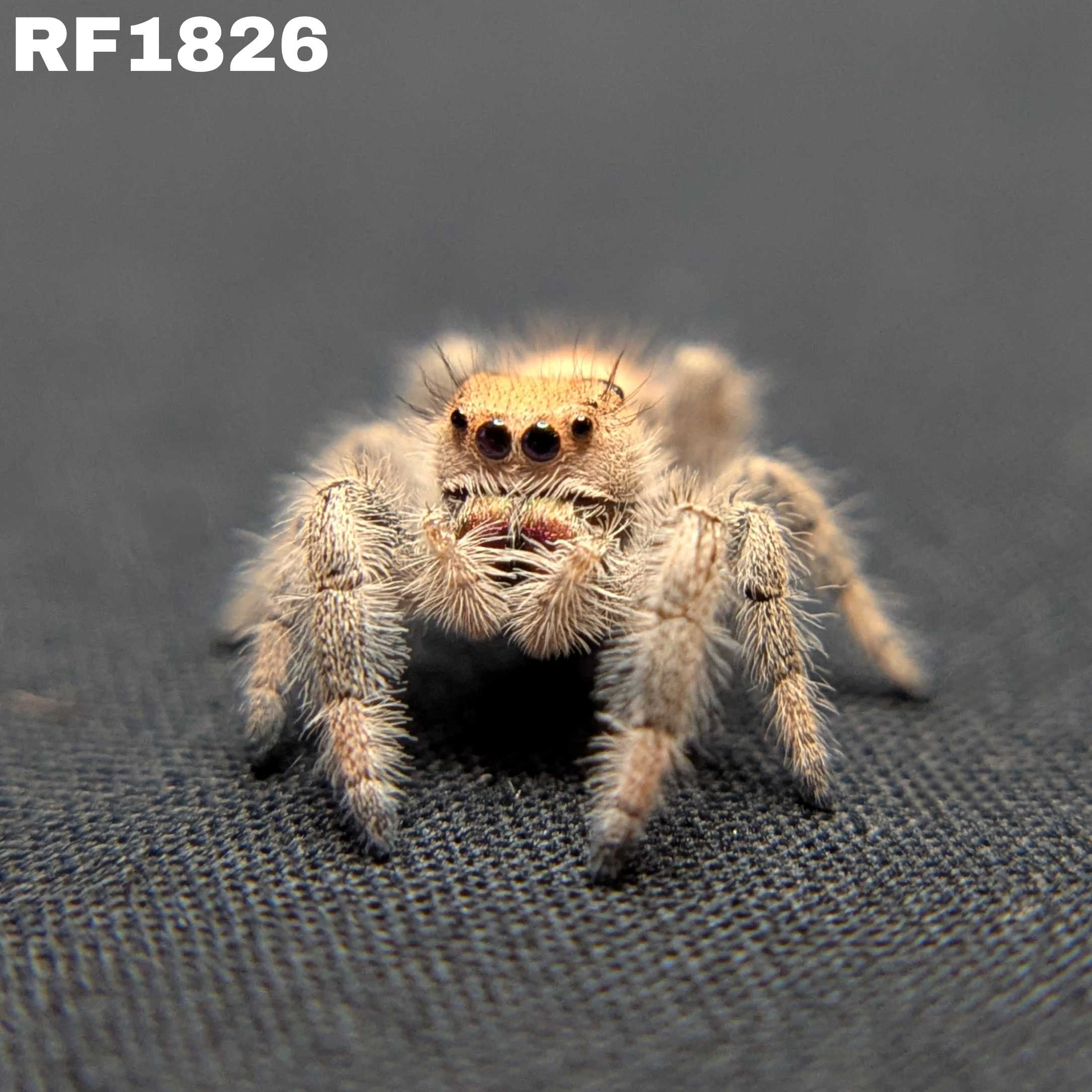 Regal Jumping Spider "Cranberry"